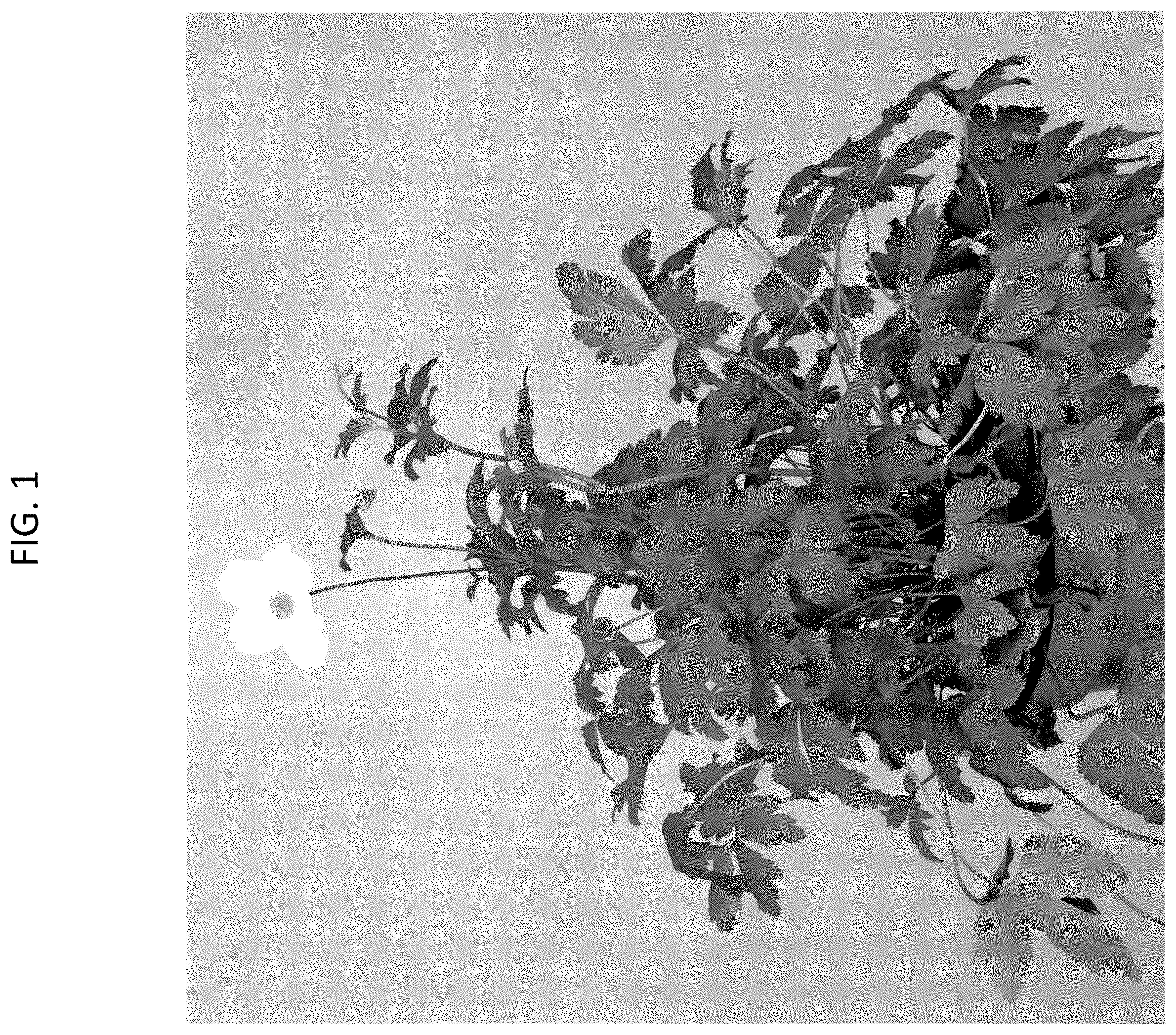 Patent USPP037259 — Anemone plant named ‘MACANE001.2’ — Figure 1