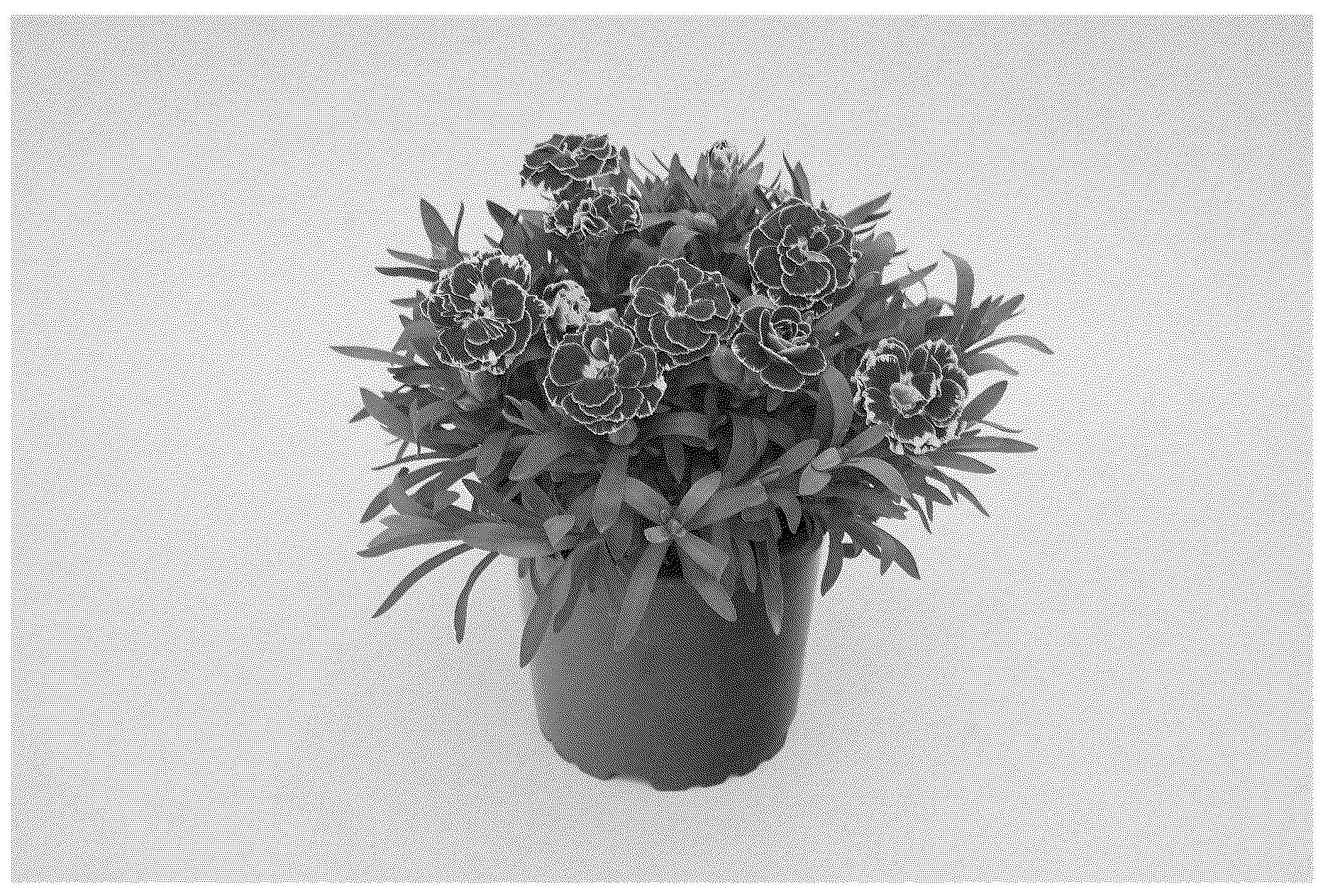 Patent USPP037260 — Dianthus plant named ‘KLEDP25525’ — Figure 1