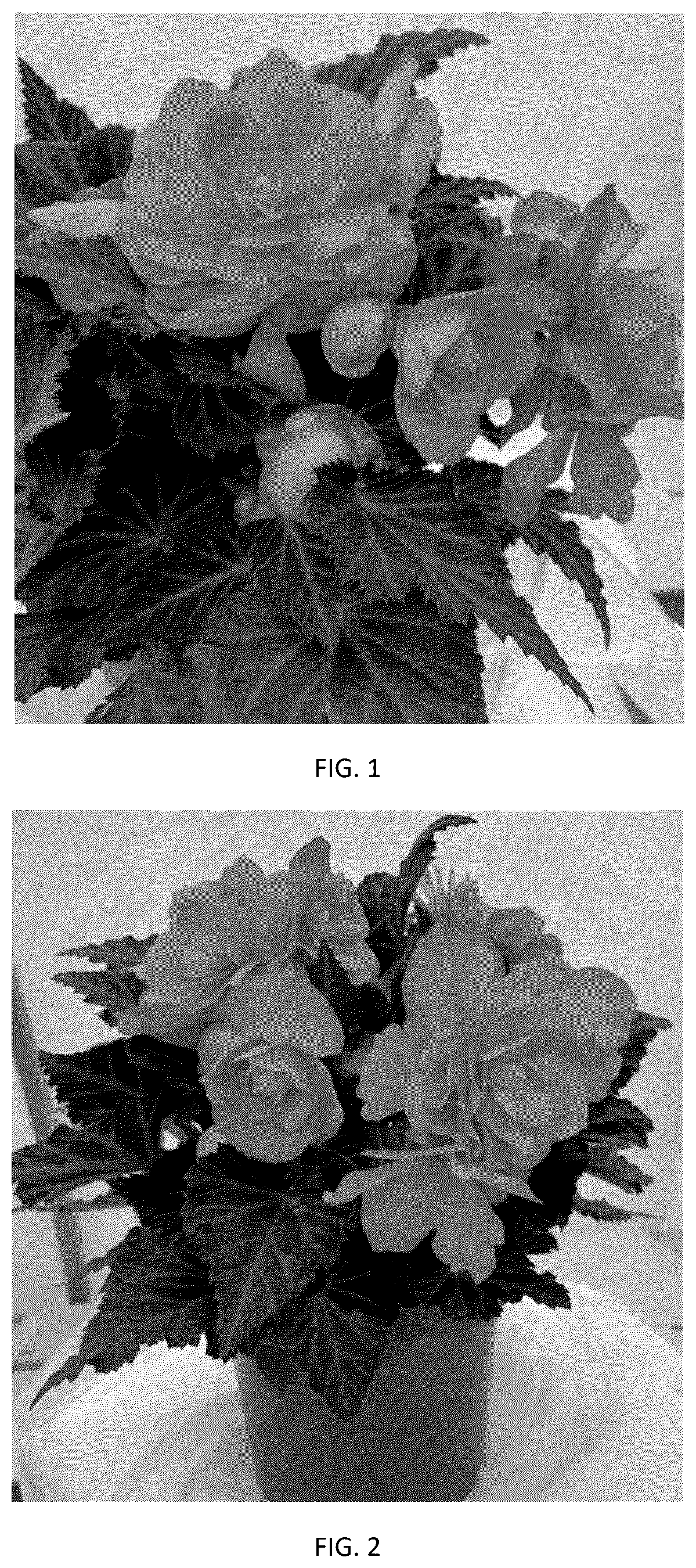 Patent USPP037261 — Begonia plant named ‘BEYZ0007’ — Figure 1