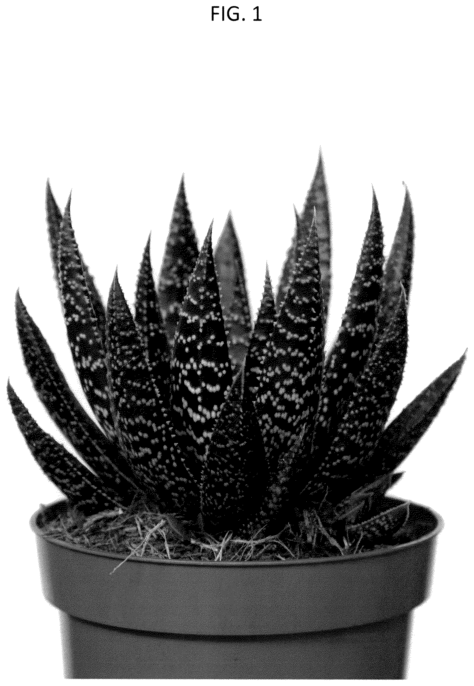 Patent USPP037262 — Aristeria plant named ‘OVROCKS13’ — Figure 1