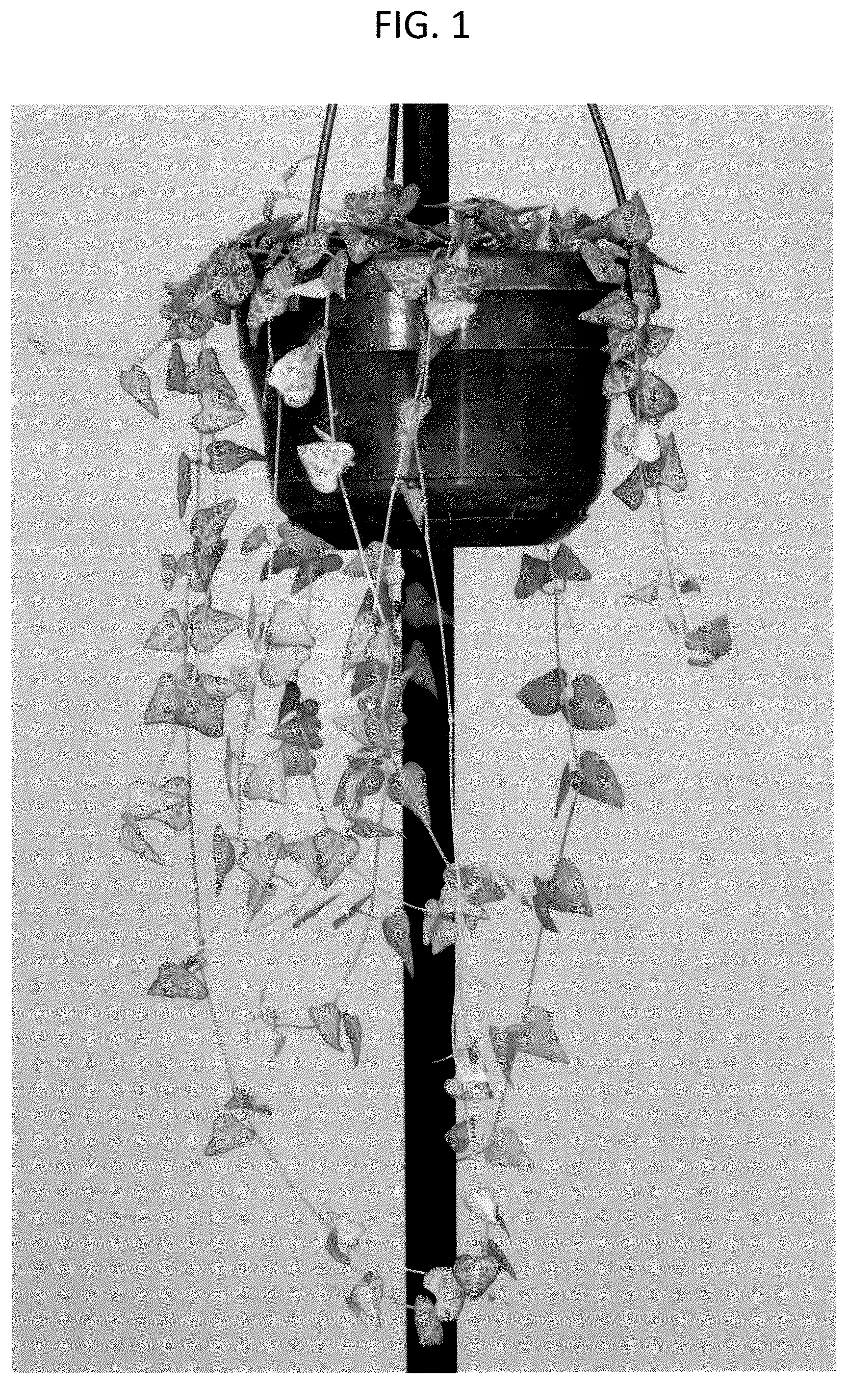 Patent USPP037263 — Ceropegia plant named ‘LUUK’ — Figure 1