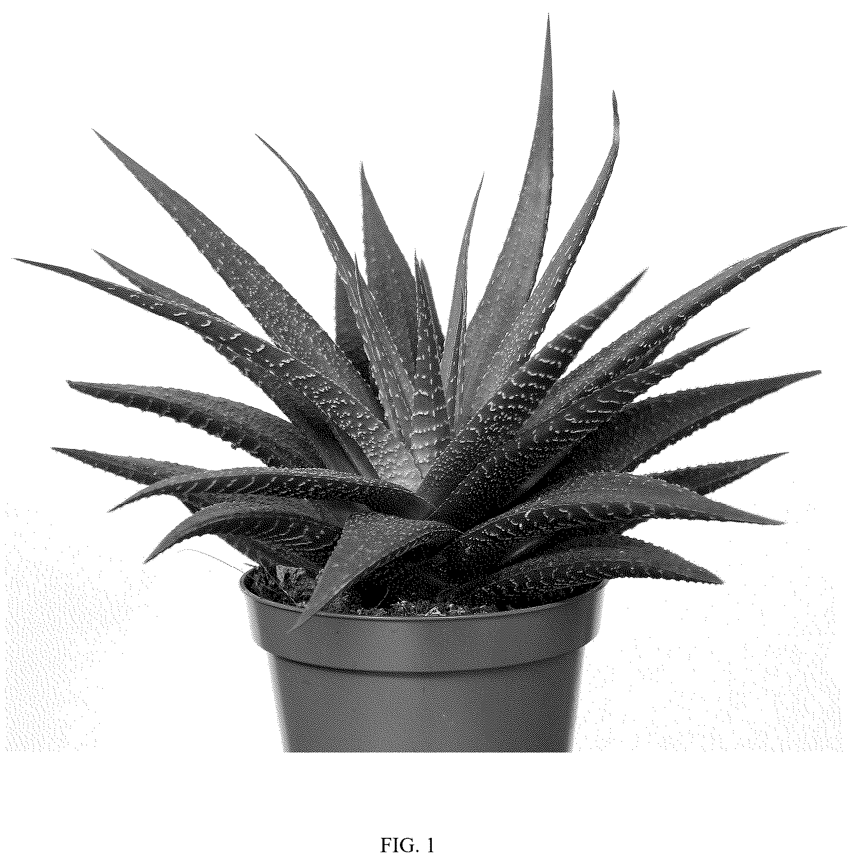 Patent USPP037264 — Haworthia plant named ‘LIZARD KING’ — Figure 1