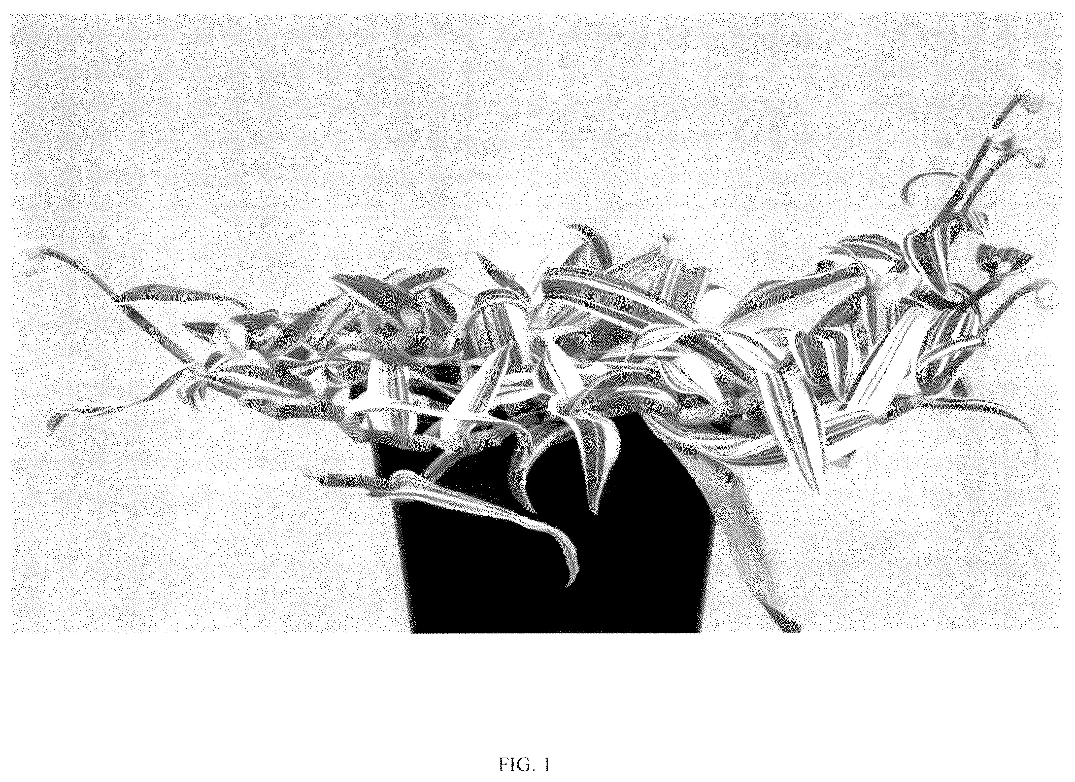 Patent USPP037265 — Murdannia plant named ‘EC-MURD-2504’ — Figure 1