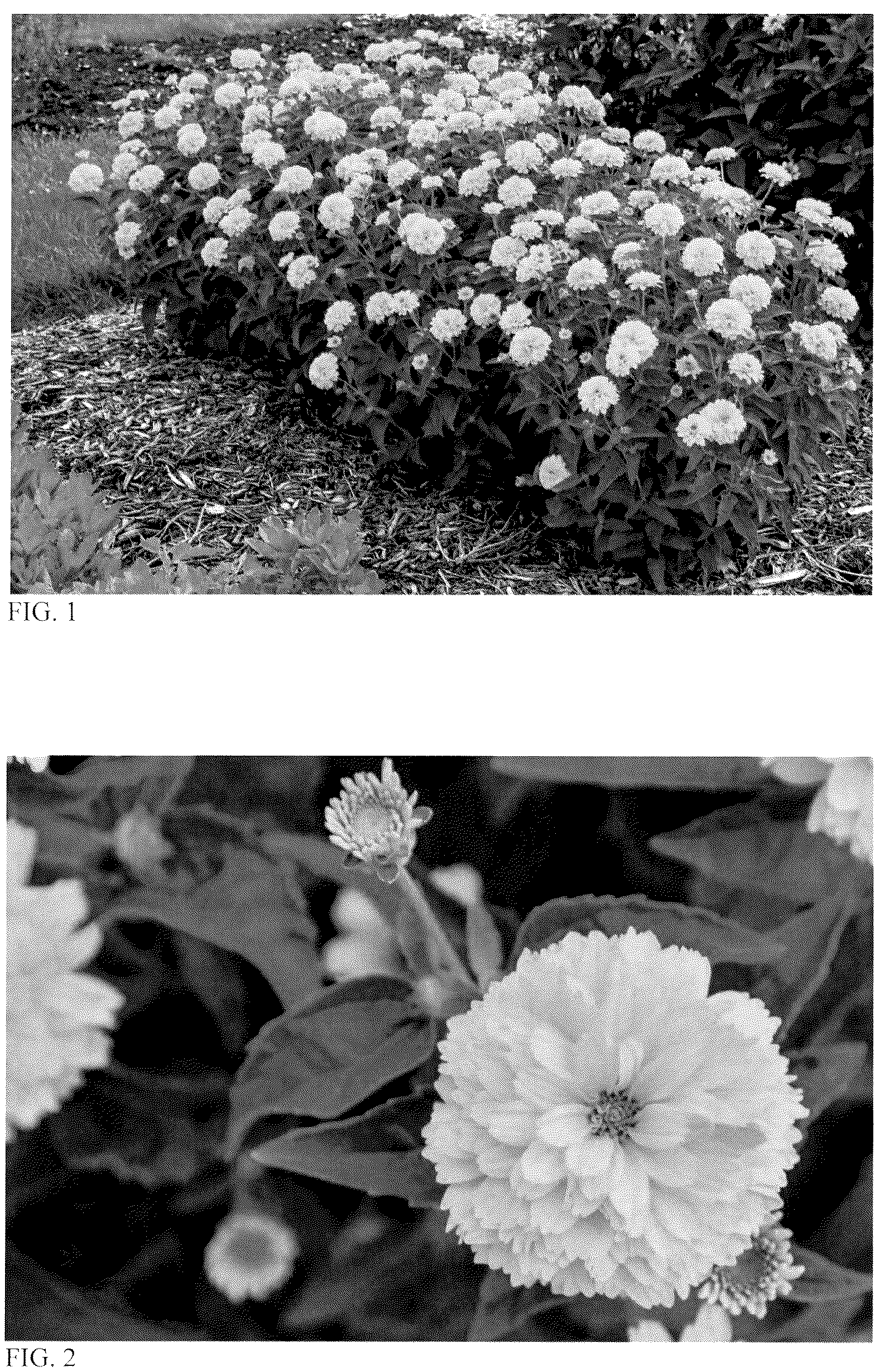 Patent USPP037266 — Heliopsis plant named ‘Rays for Days’ — Figure 1
