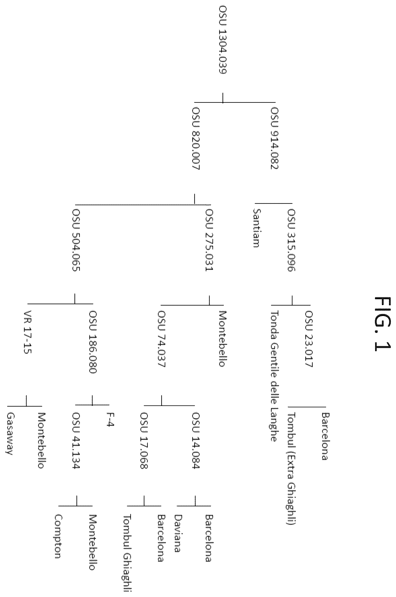 Patent USPP037267 — — Figure 1