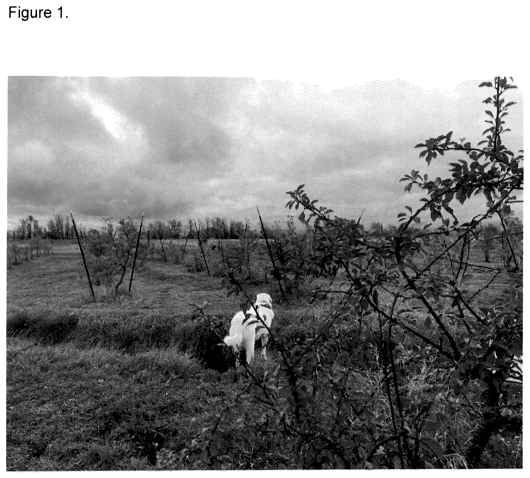 Patent USPP037268 — Cherry tree named ‘FE’ — Figure 1