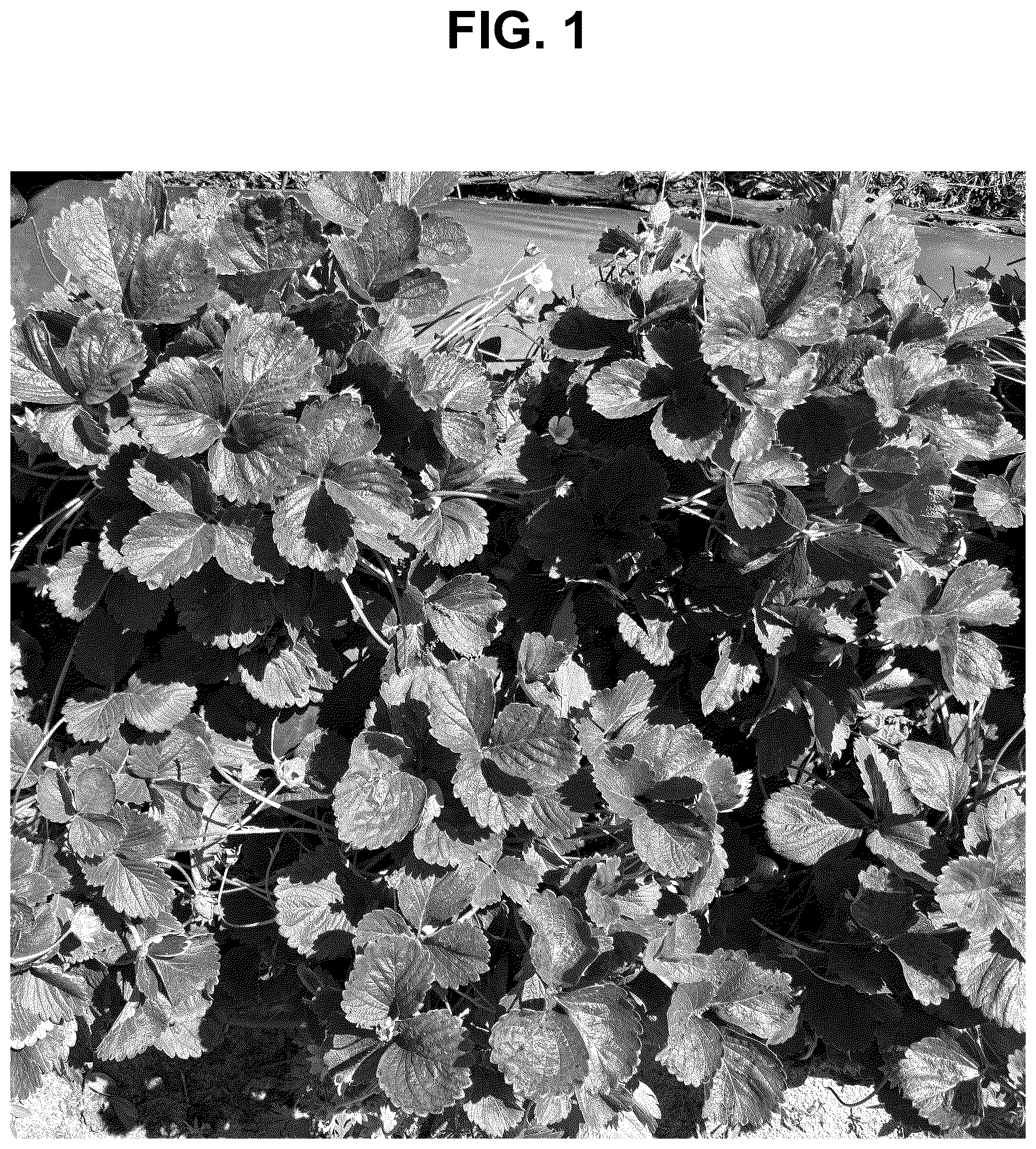 Patent USPP037269 — Strawberry plant named ‘SB_17_116-071’ — Figure 1