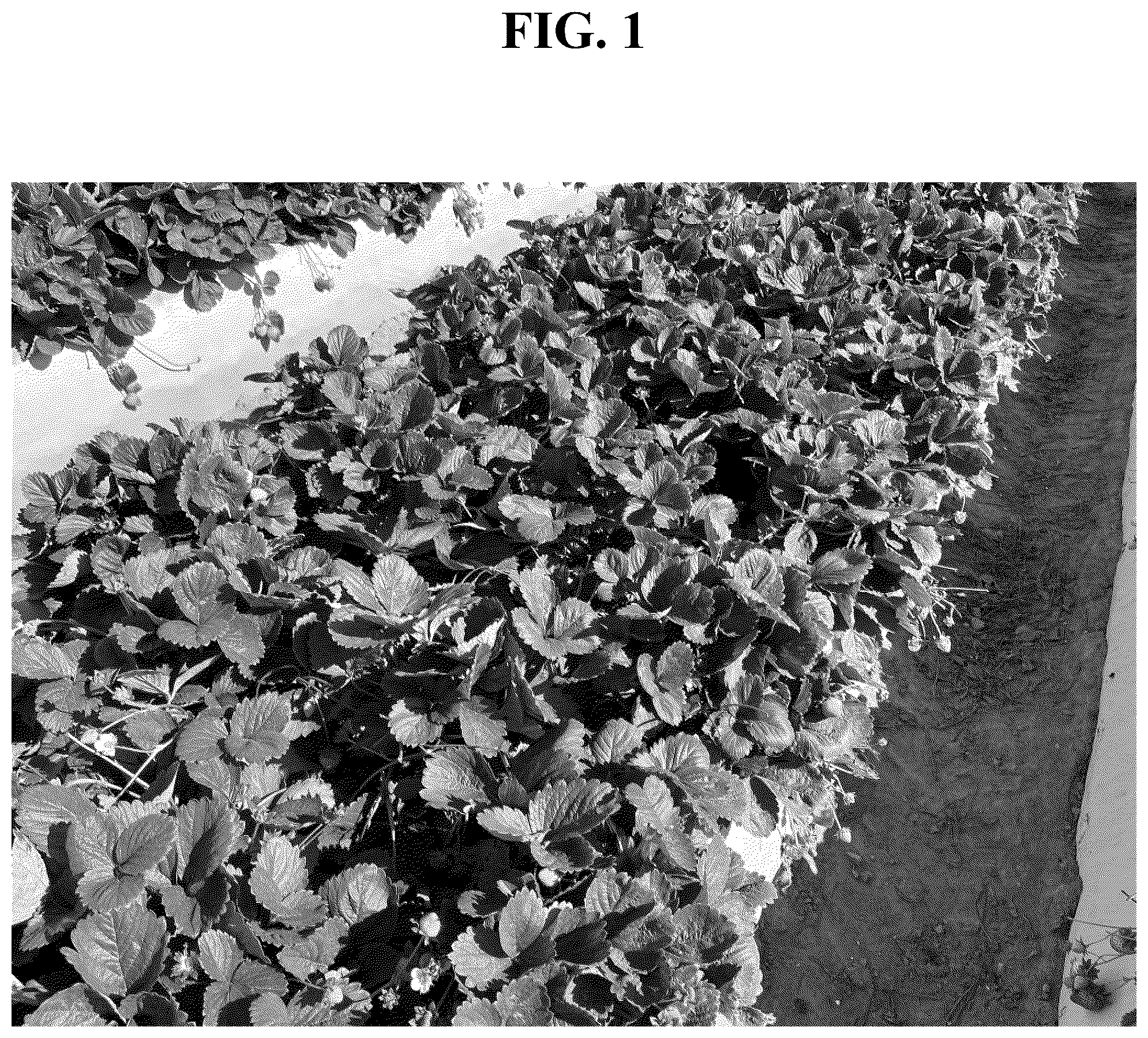 Patent USPP037270 — Strawberry plant named ‘PE-14.250.070’ — Figure 1