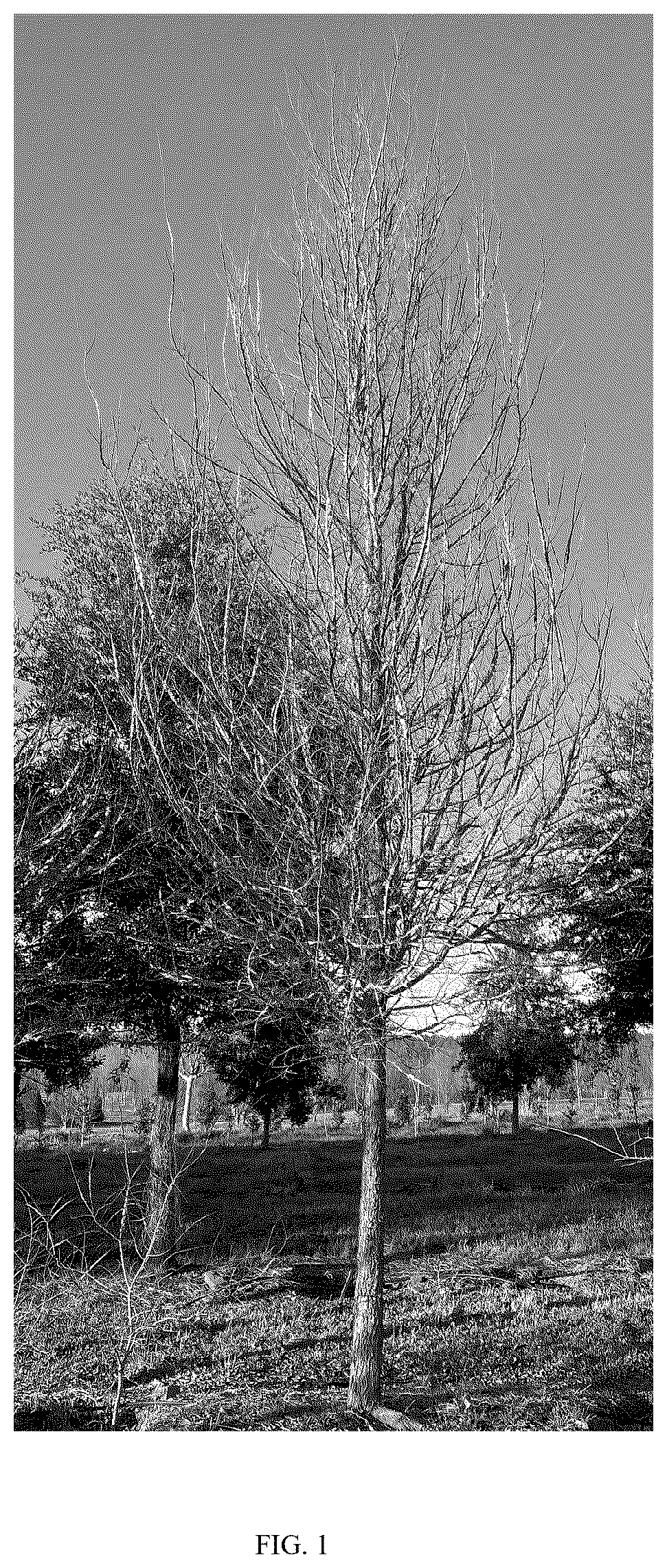 Patent USPP037271 — Ulmus tree named ‘UCMTF’ — Figure 1