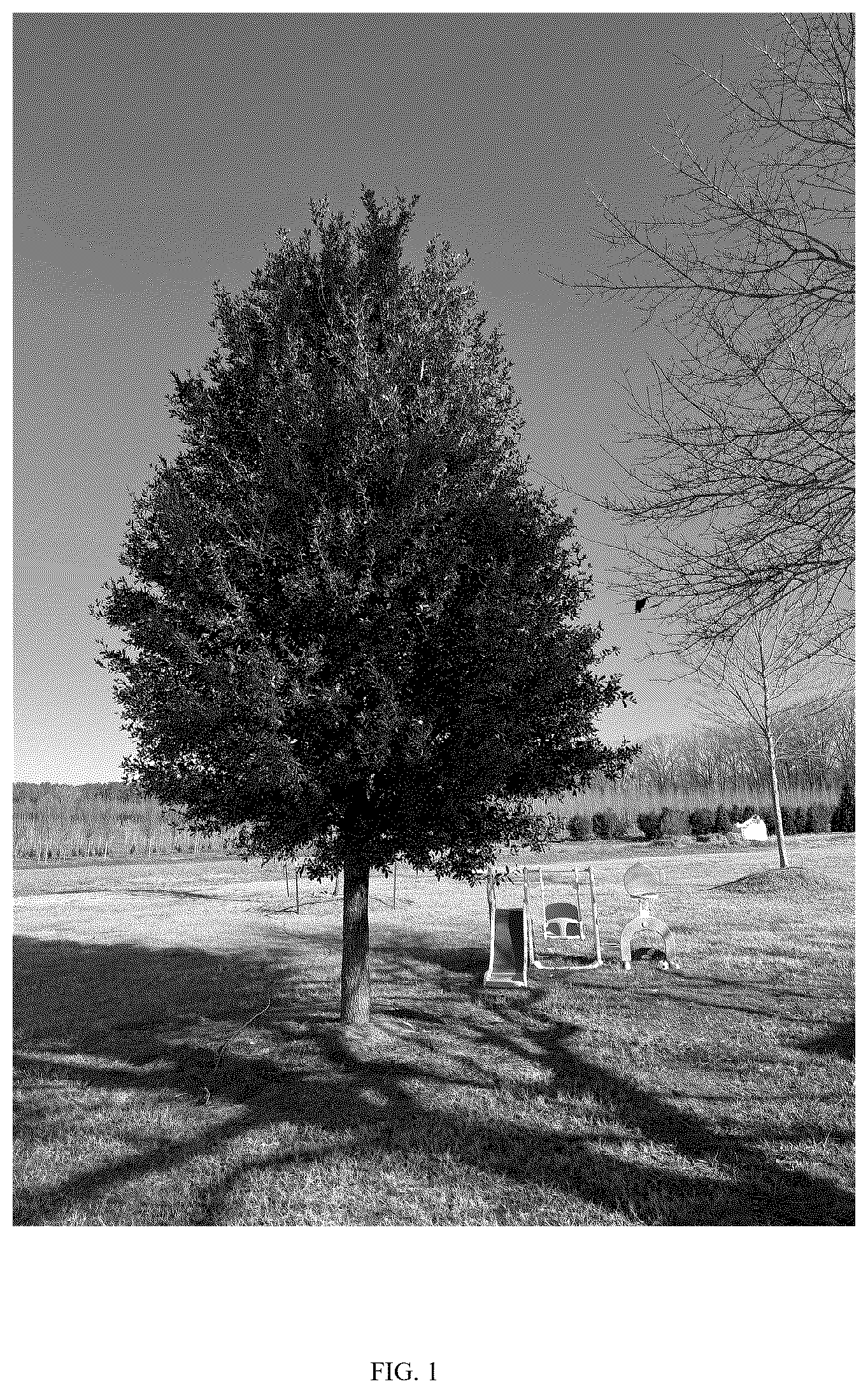 Patent USPP037272 — Quercus virginiana tree named ‘QVMTF2’ — Figure 1