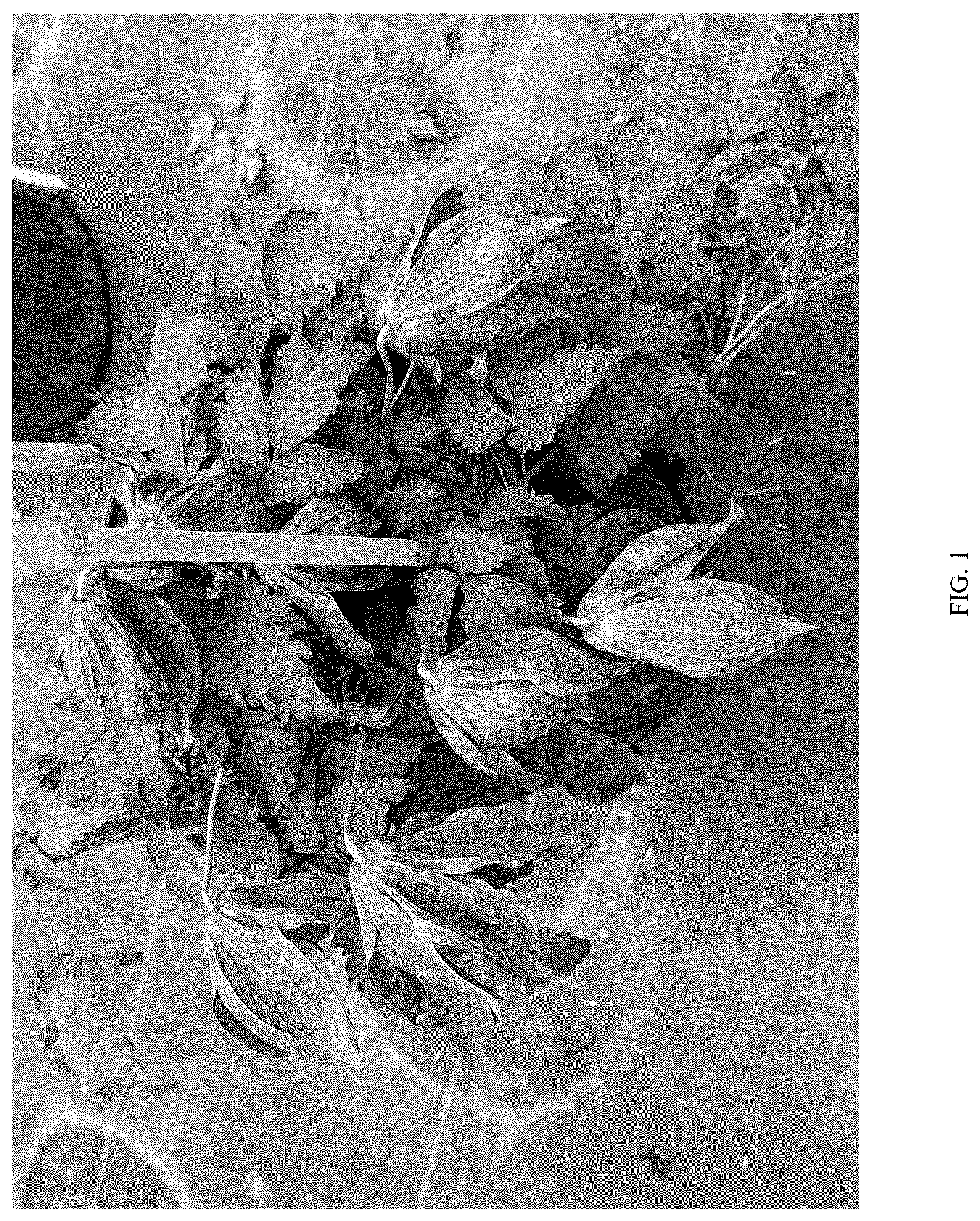 Patent USPP037273 — Clematis plant named ‘Violet Lampion’ — Figure 1
