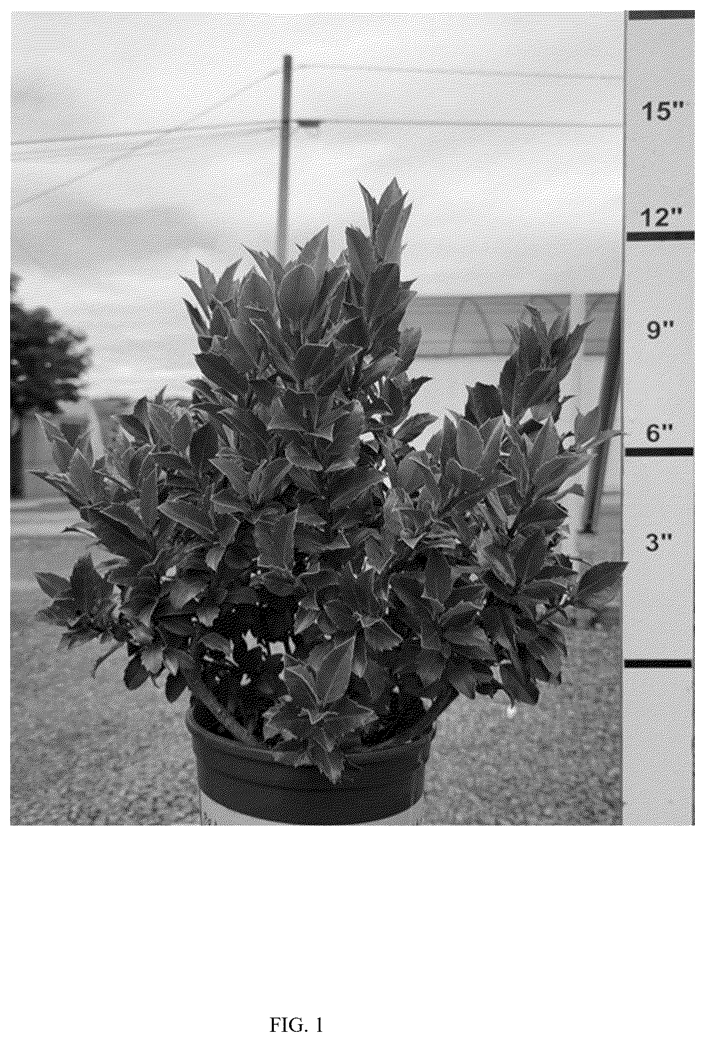 Patent USPP037274 — Ilex plant named ‘MONWILDE’ — Figure 1