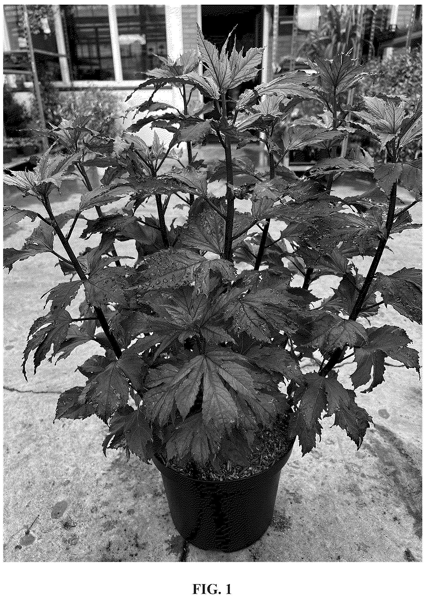Patent USPP037275 Figure 1 – Hibiscus plant named ‘Tahi2025’