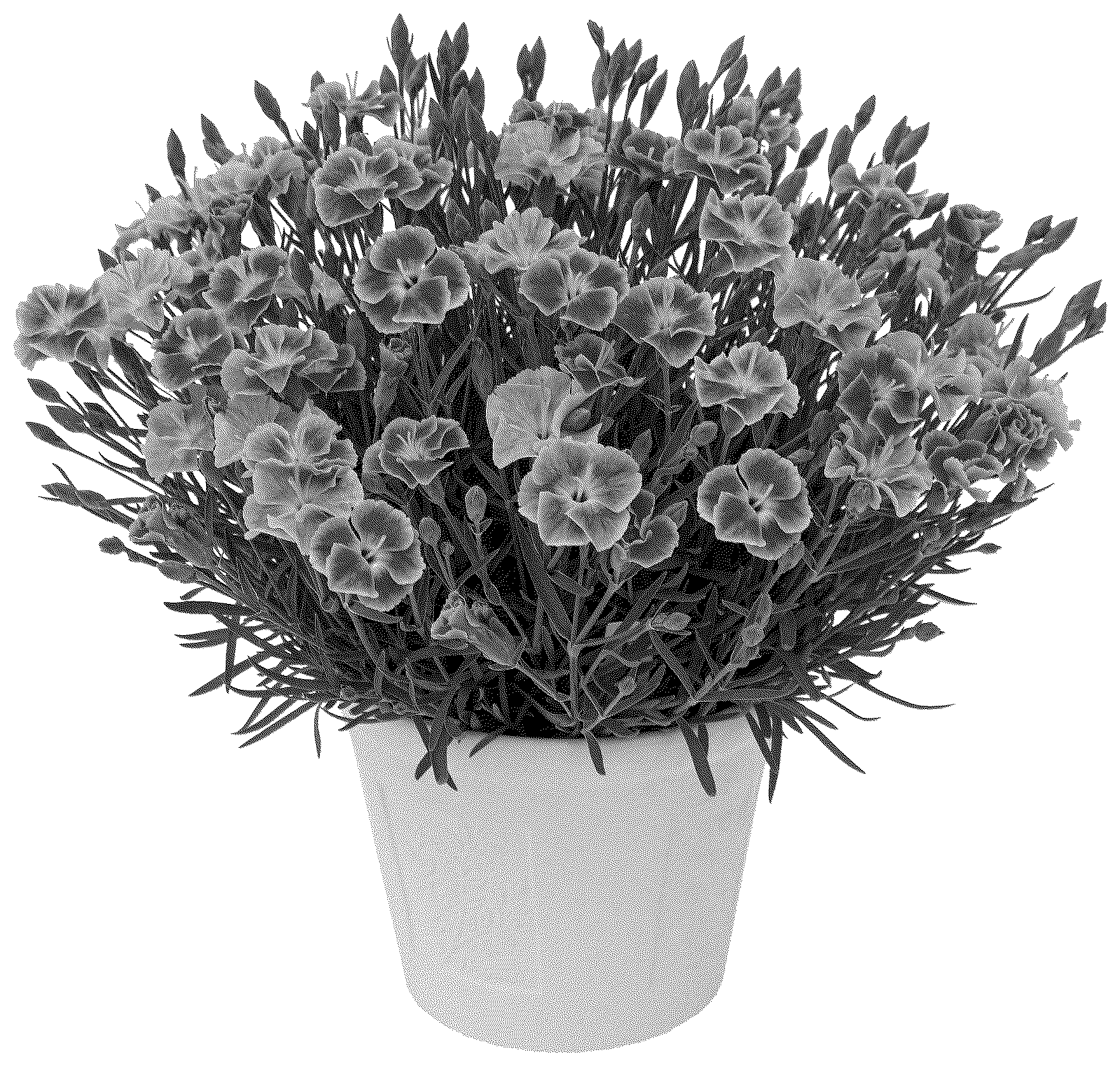 Patent USPP037276 — Dianthus plant named ‘KLEDA26818’ — Figure 1