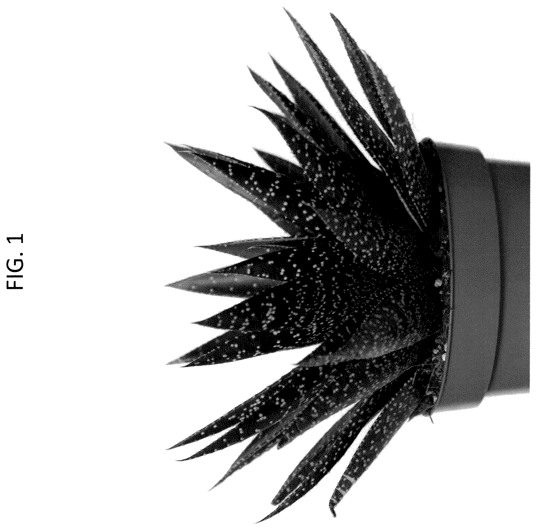 Patent USPP037277 — Gasteraloe plant named ‘OVROCKS15’ — Figure 1