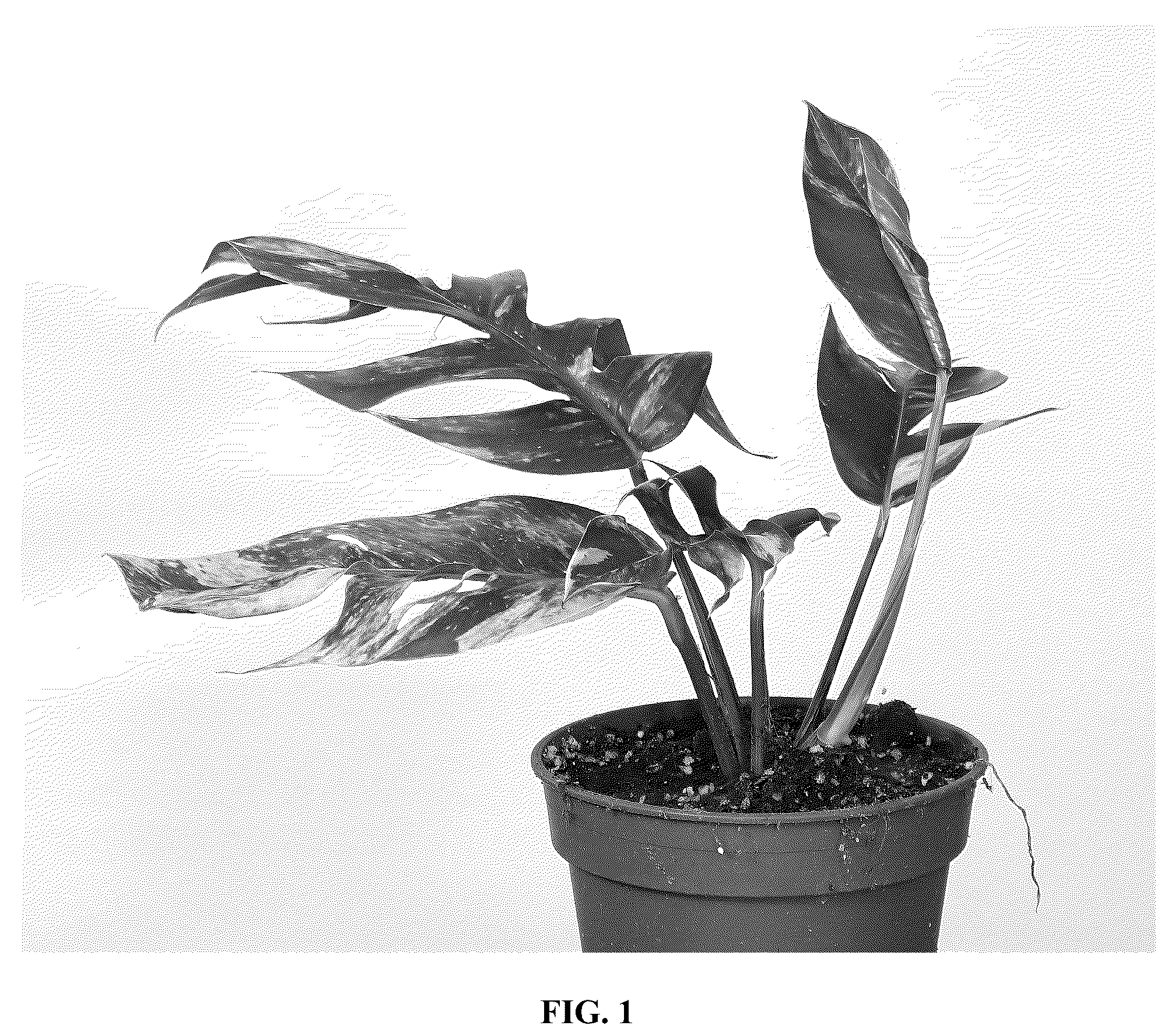 Patent USPP037278 Figure 1 – Epipremnum plant named ‘ETH’