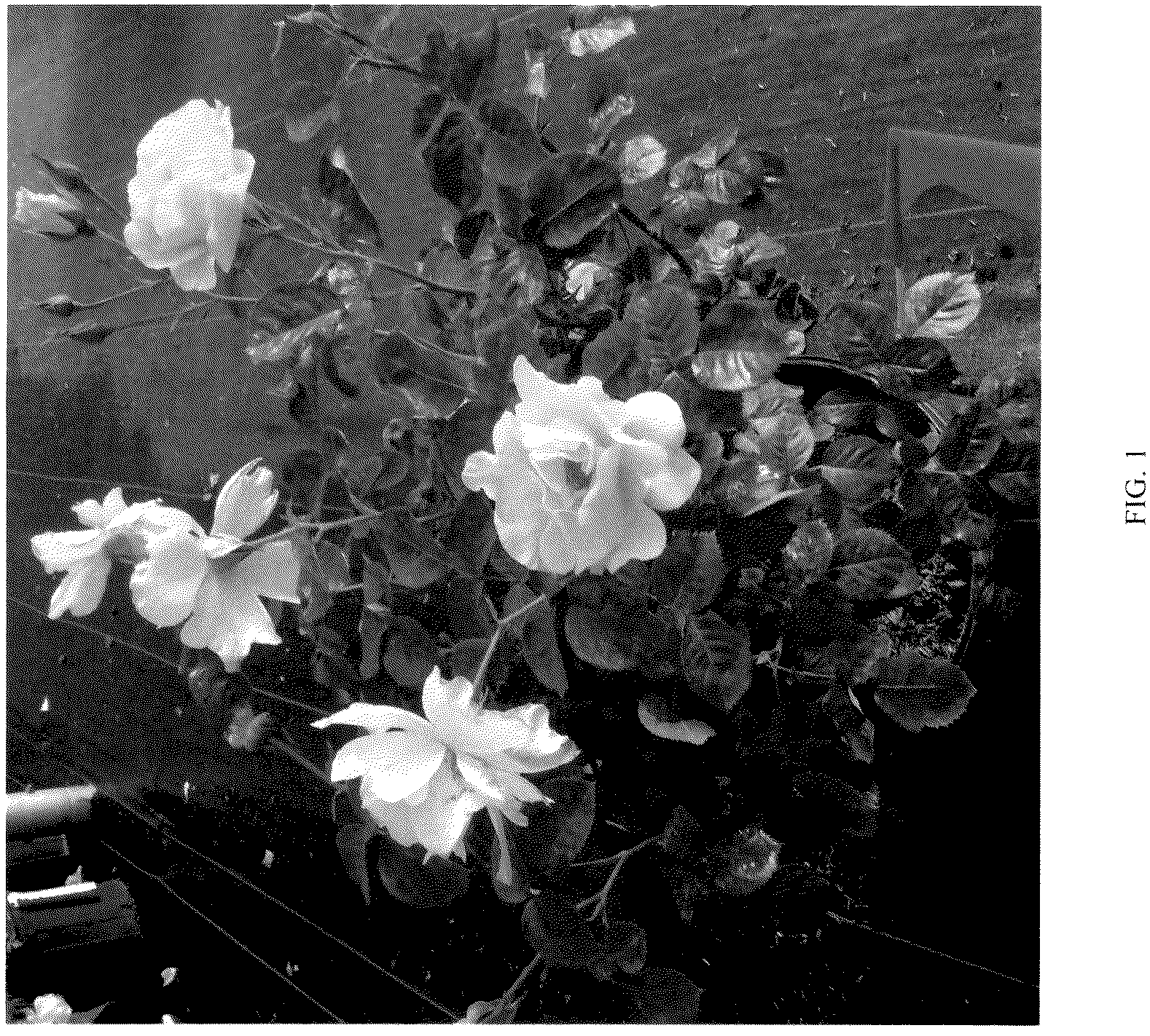 Patent USPP037279 — Shrub rose plant named ‘CHEWGOLDRUSH’ — Figure 1