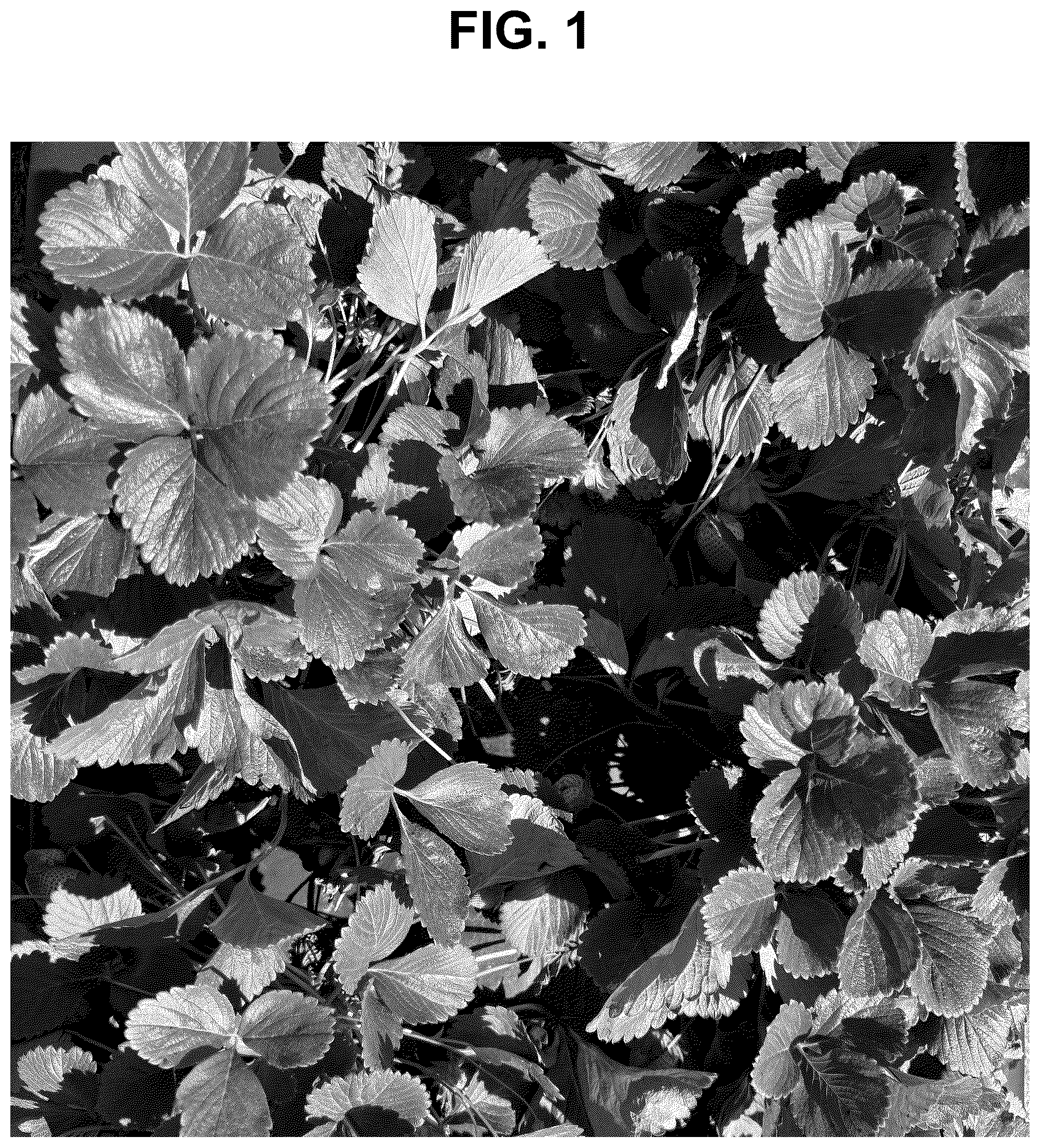 Patent USPP037282 Figure 1 – Strawberry plant named ‘SB_17_058-032’