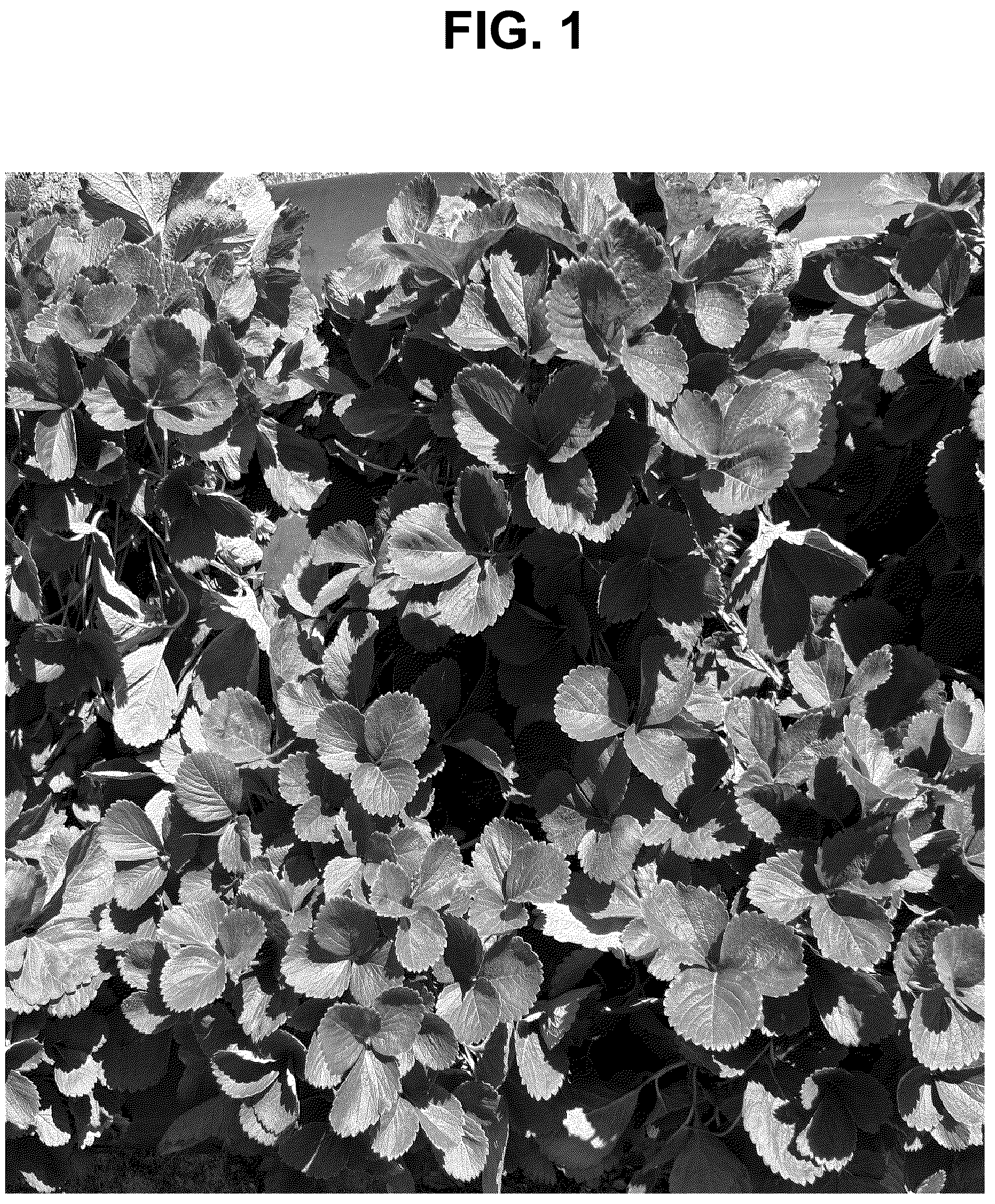 Patent USPP037283 — Strawberry plant named ‘SB_17_122-093’ — Figure 1
