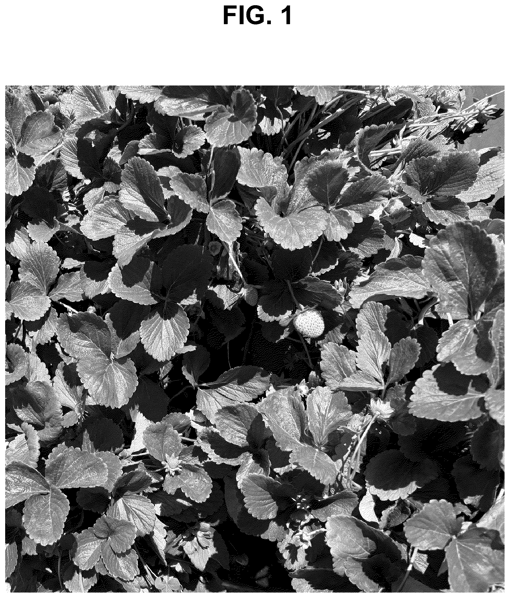Patent USPP037284 — Strawberry plant named ‘SB_17_106-052’ — Figure 1