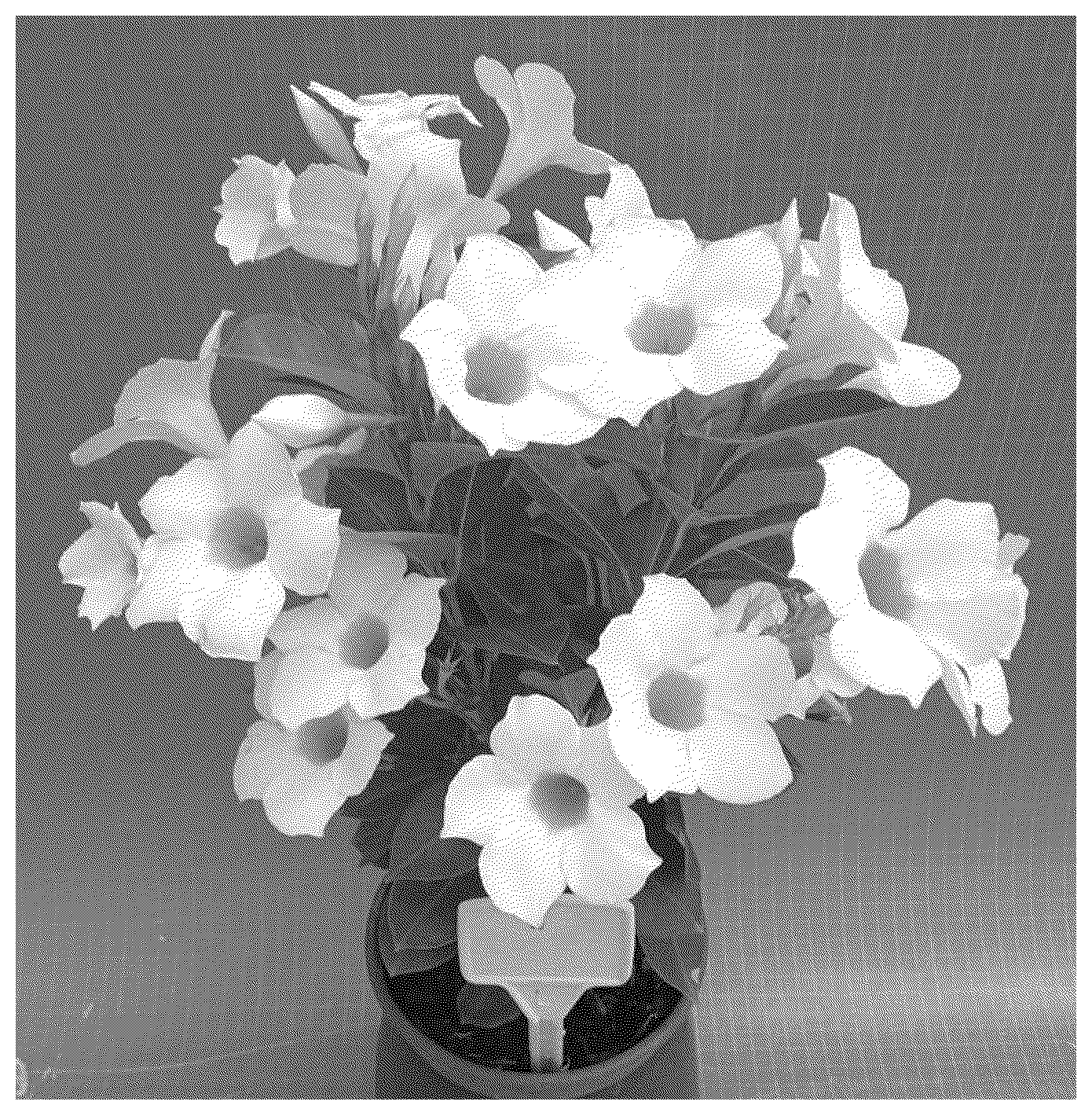 Patent USPP037285 — Mandevilla plant named ‘TVMD944’ — Figure 1