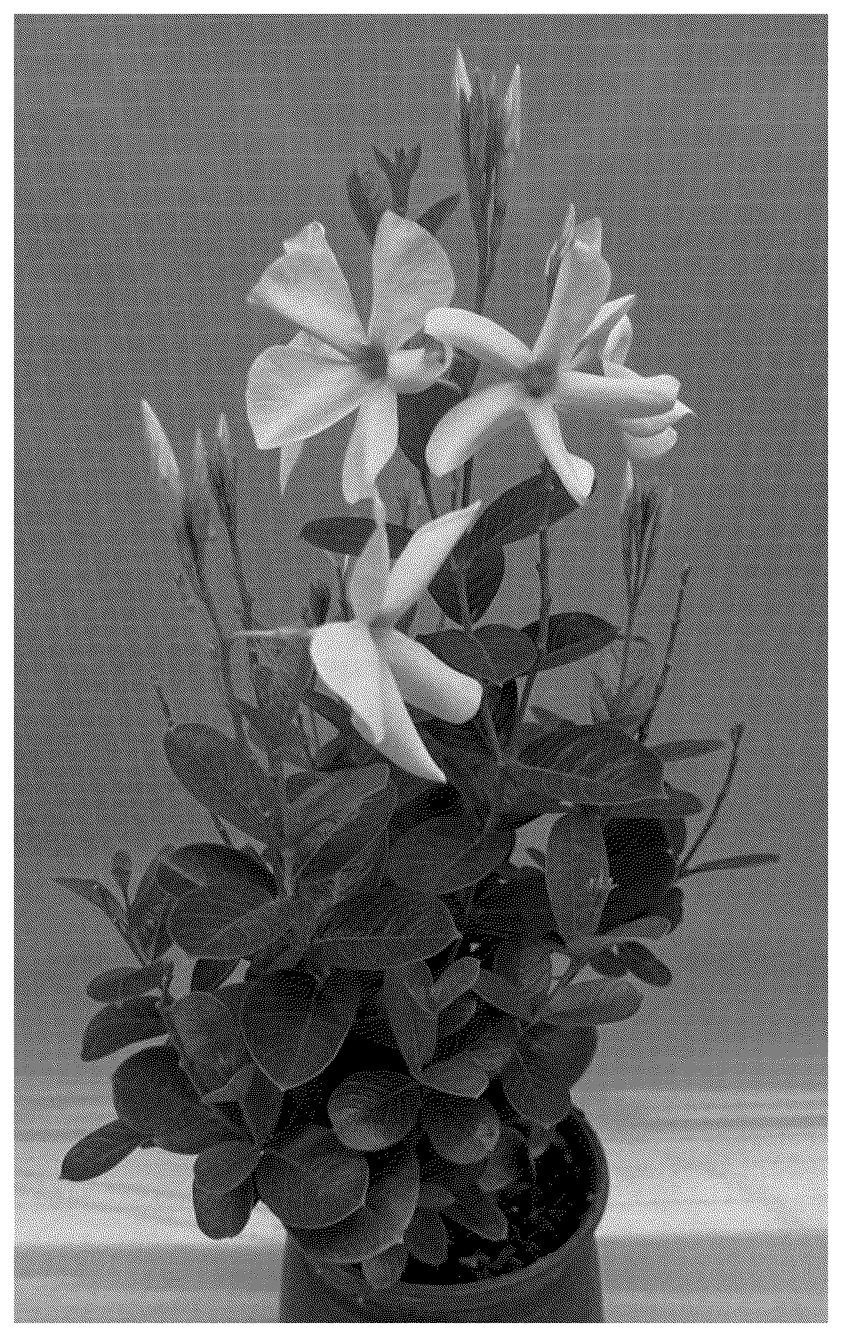 Patent USPP037286 — Mandevilla plant named ‘TVMD982’ — Figure 1