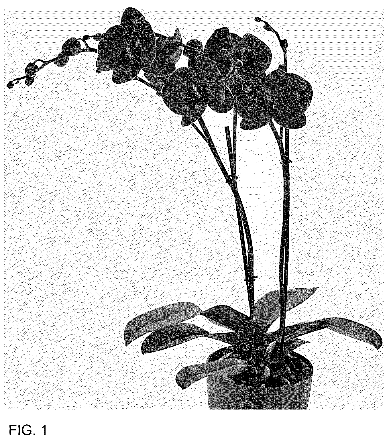 Patent USPP037287 Figure 1 – Phalaenopsis plant named ‘Coronado’