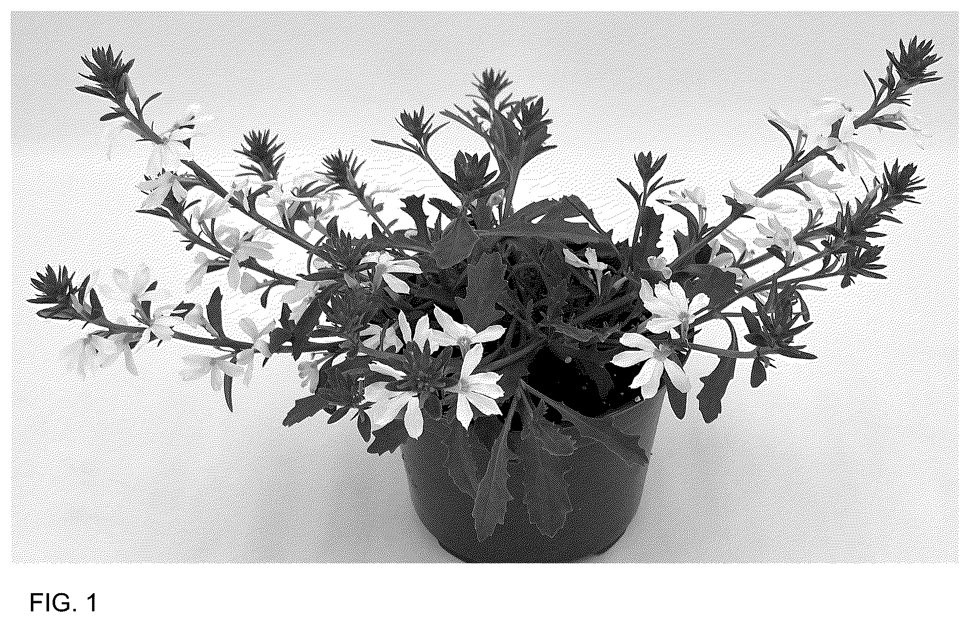 Patent USPP037288 — Scaevola plant named ‘DSCAPW1335’ — Figure 1