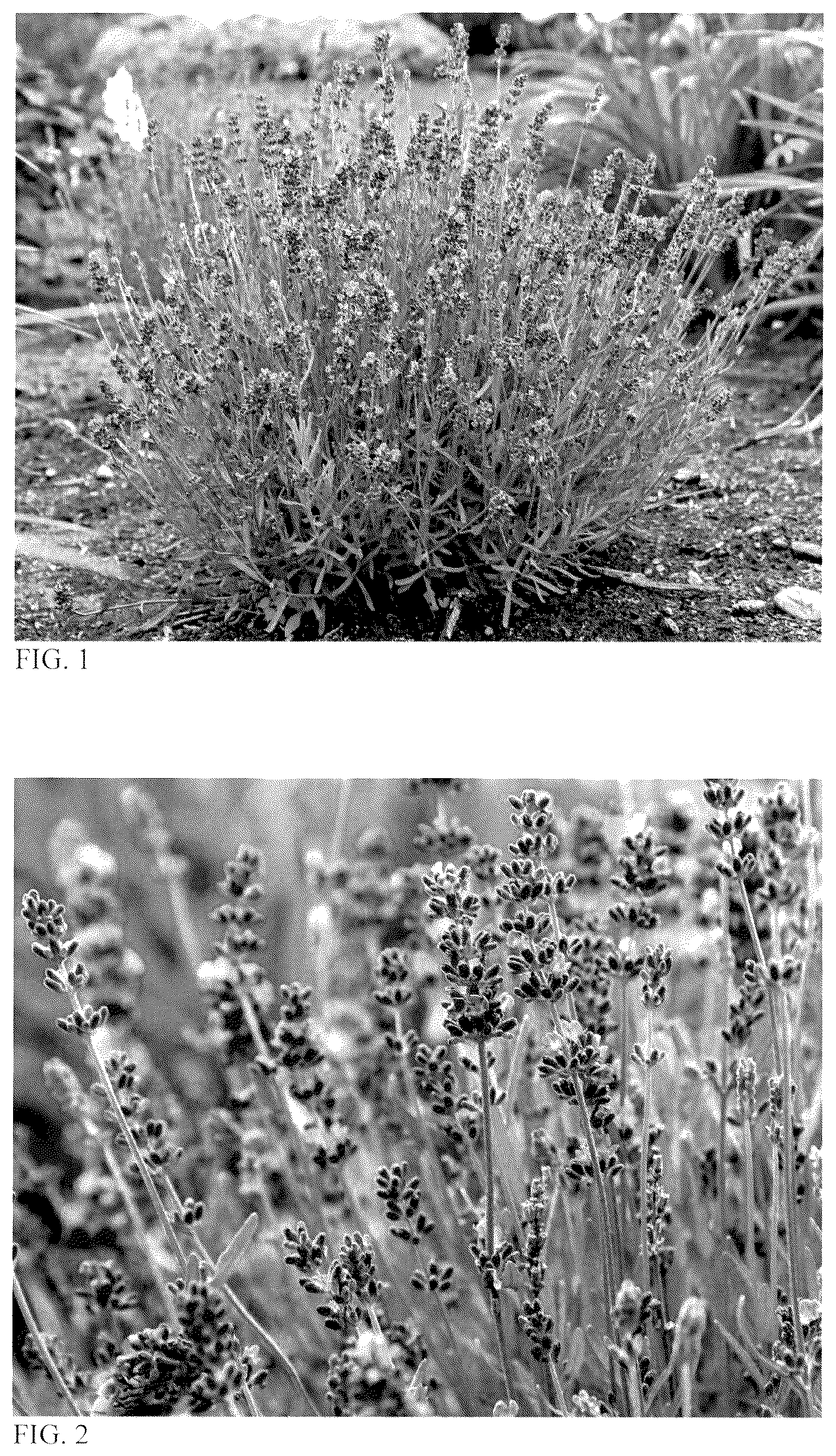 Patent USPP037289 — Lavandula plant named ‘Summer Serenade’ — Figure 1