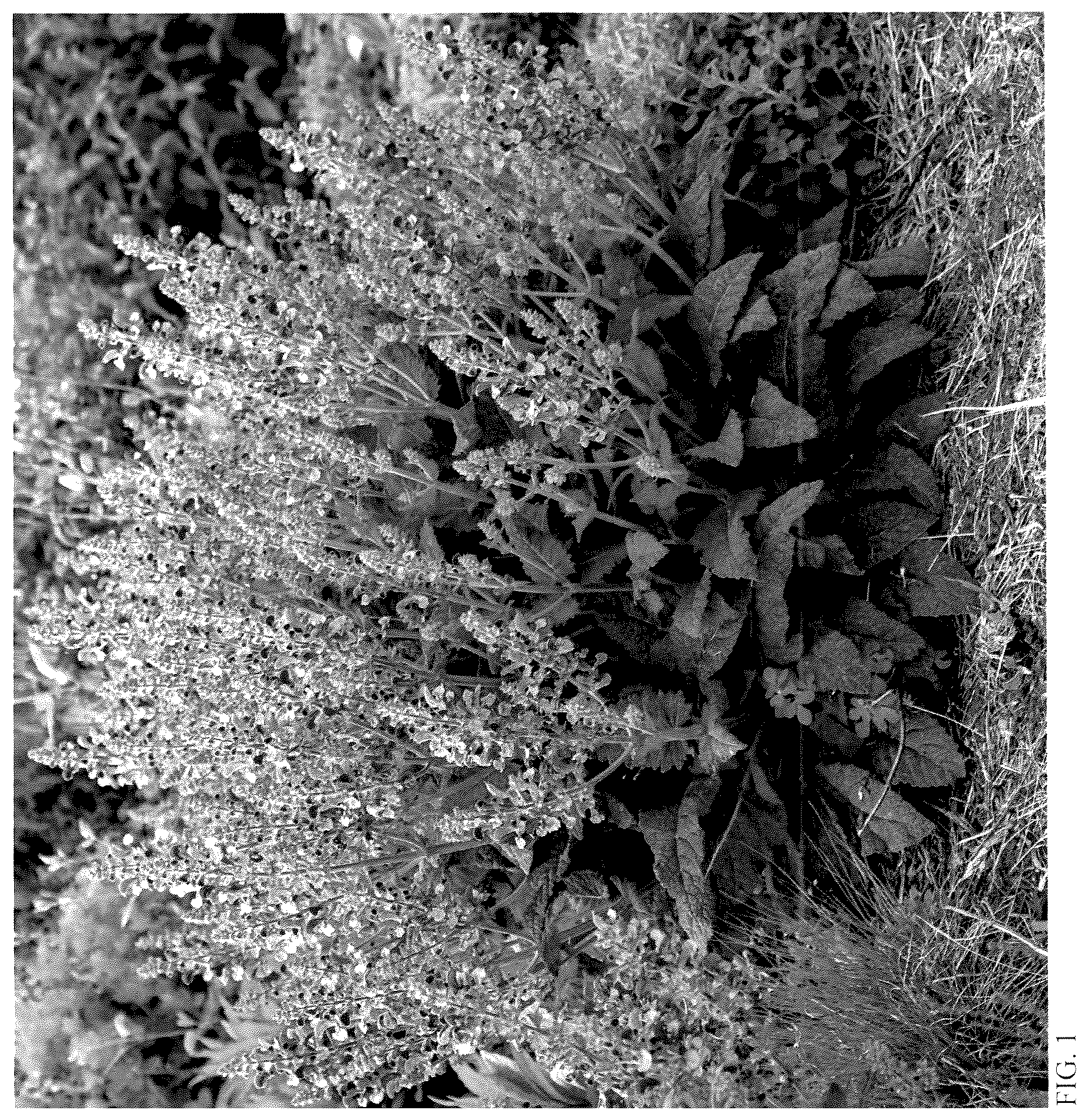 Patent USPP037290 — Salvia plant named ‘Big Sky’ — Figure 1