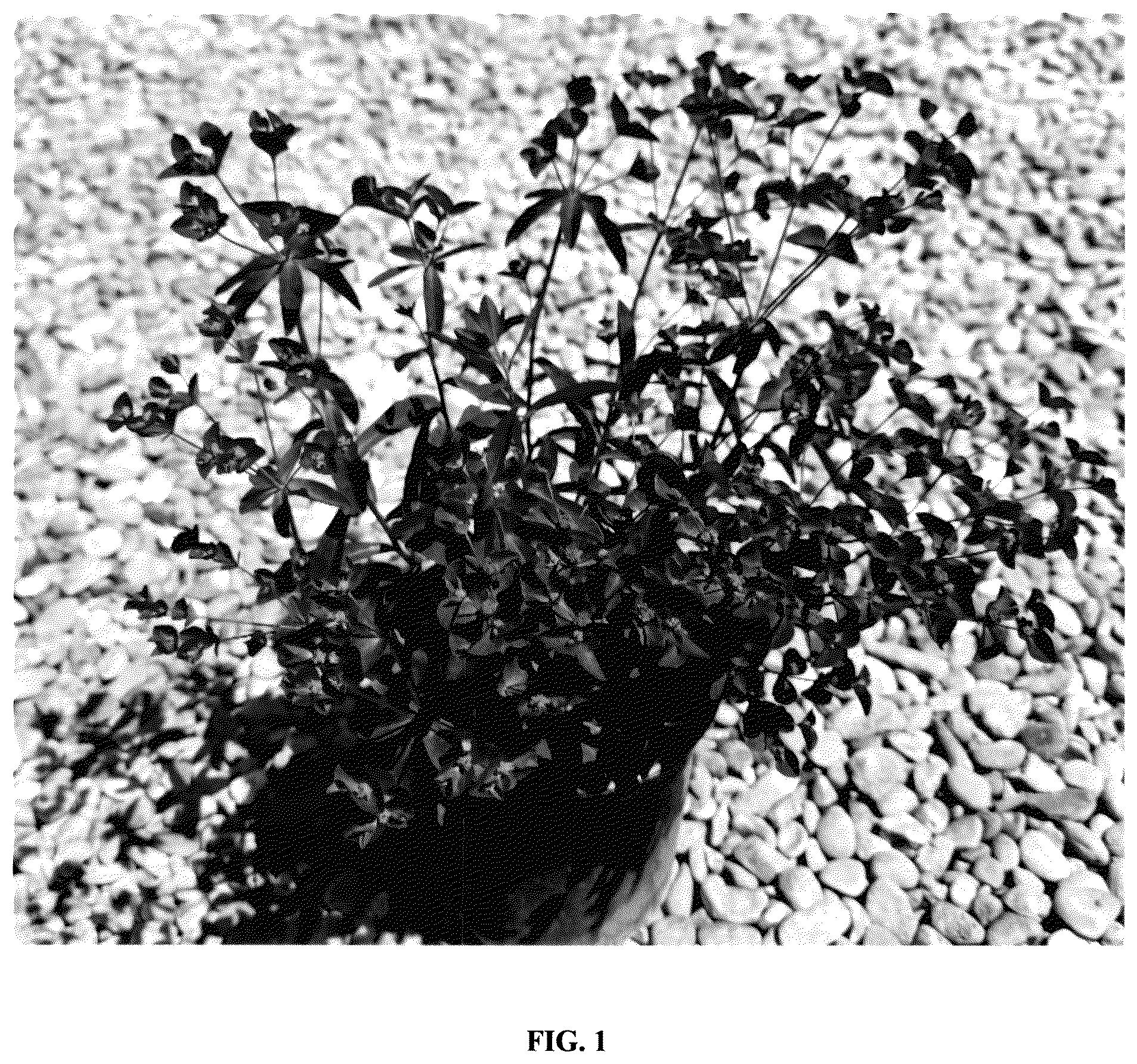 Patent USPP037291 — Euphorbia plant named ‘miner's berry bordeaux’ — Figure 1