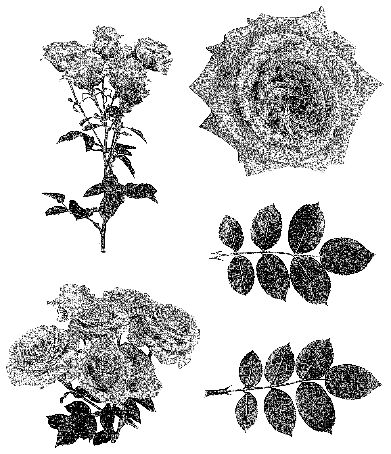 Patent USPP037292 — Rosa plant named ‘gen R273’ — Figure 1
