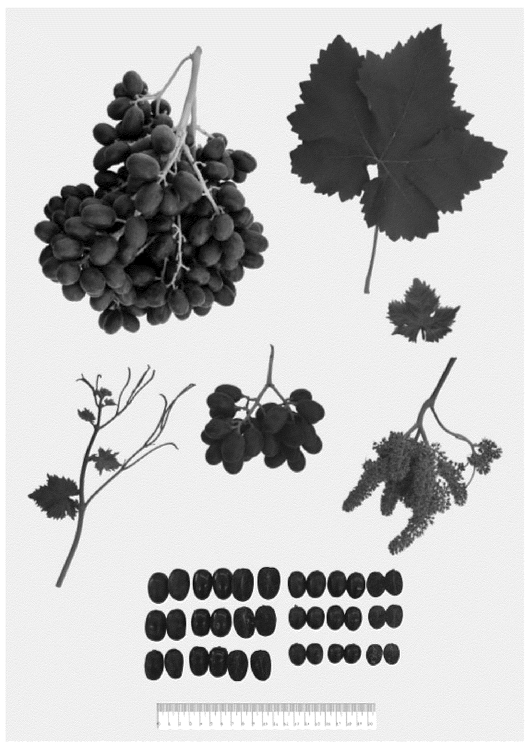 Patent USPP037294 — Grapevine plant named ‘BLOMG04’ — Figure 1
