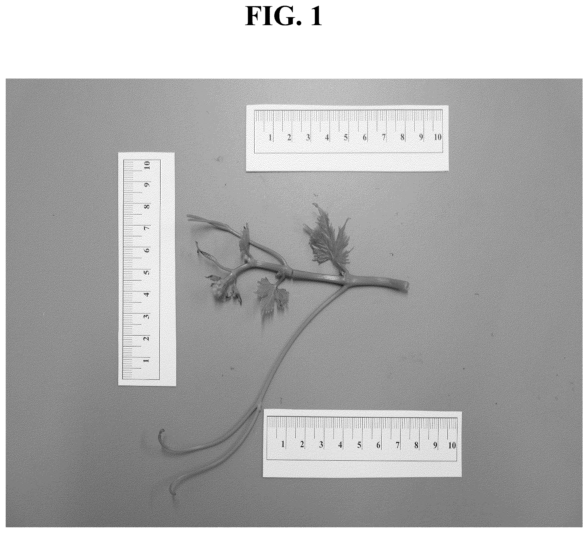 Patent USPP037295 — Grapevine plant named ‘IVC AN1’ — Figure 1