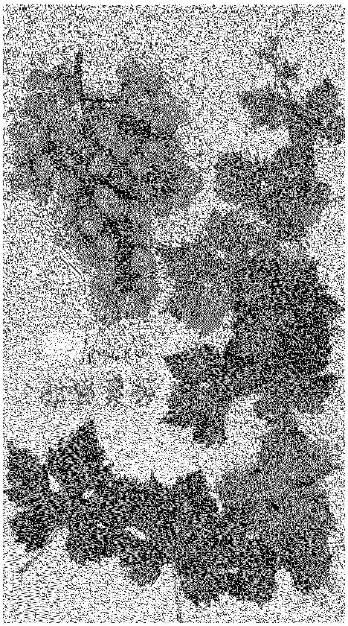Patent USPP037296 Figure 1 – Grapevine plant named ‘SUGRA69’