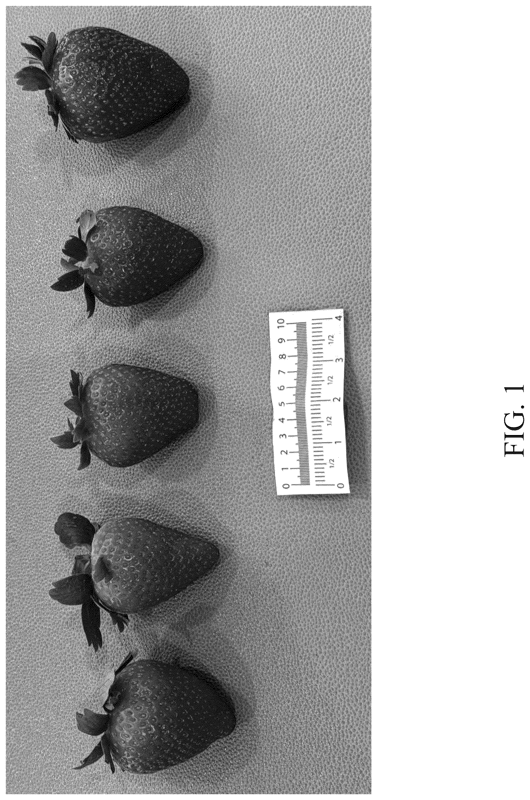 Patent USPP037297 — Strawberry plant named ‘DrisStrawOneHundredEleven’ — Figure 1