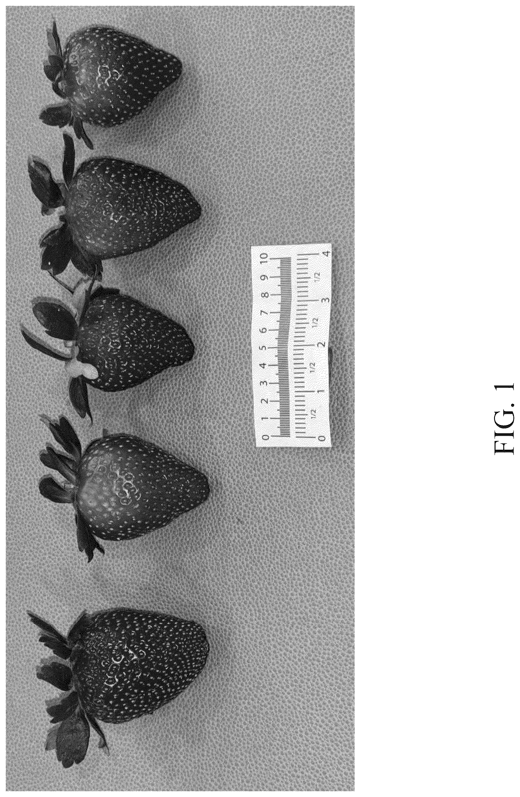 Patent USPP037298 — Strawberry plant named ‘DrisStrawOneHundredTwelve’ — Figure 1