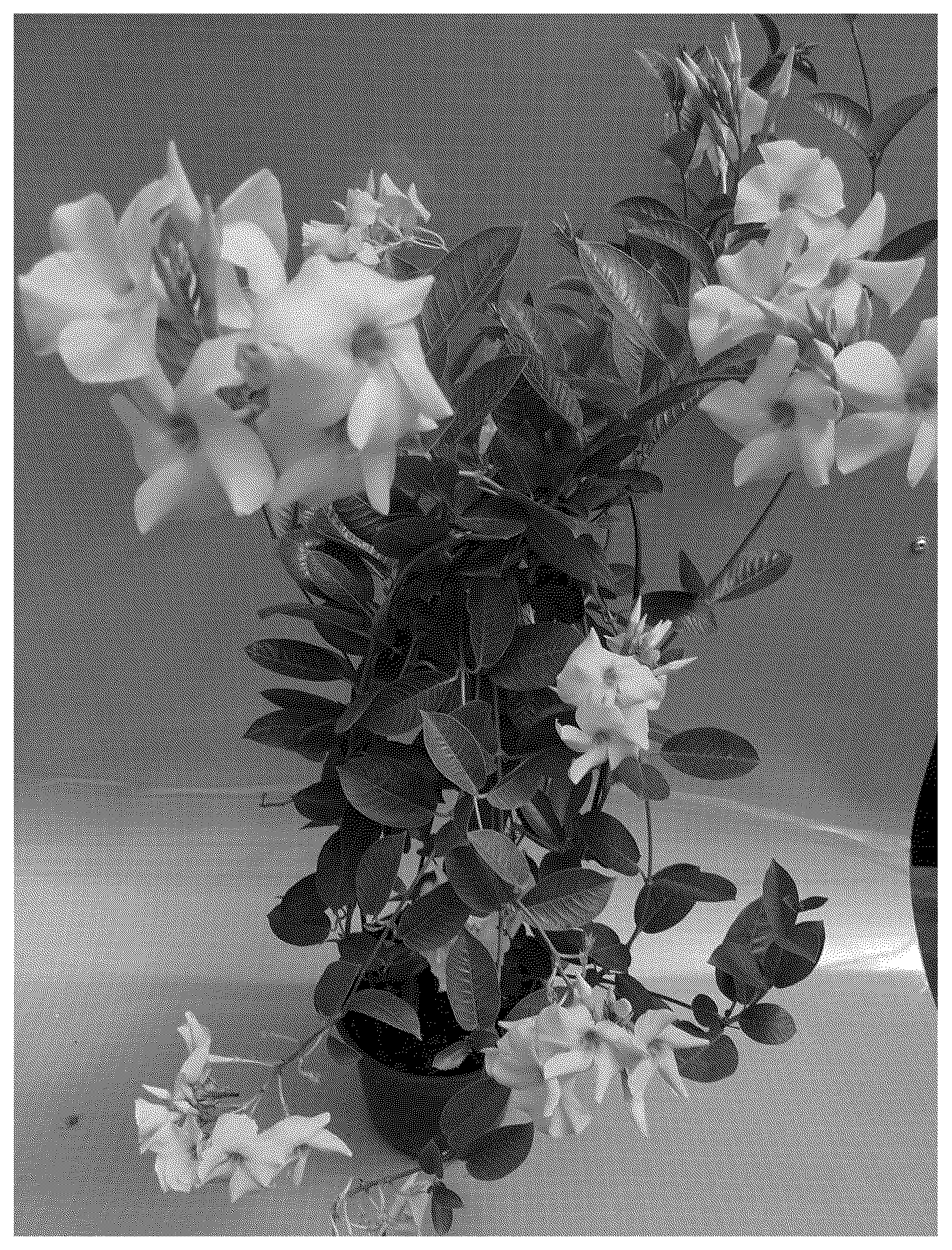 Patent USPP037299 — Mandevilla plant named ‘TVMD714’ — Figure 1