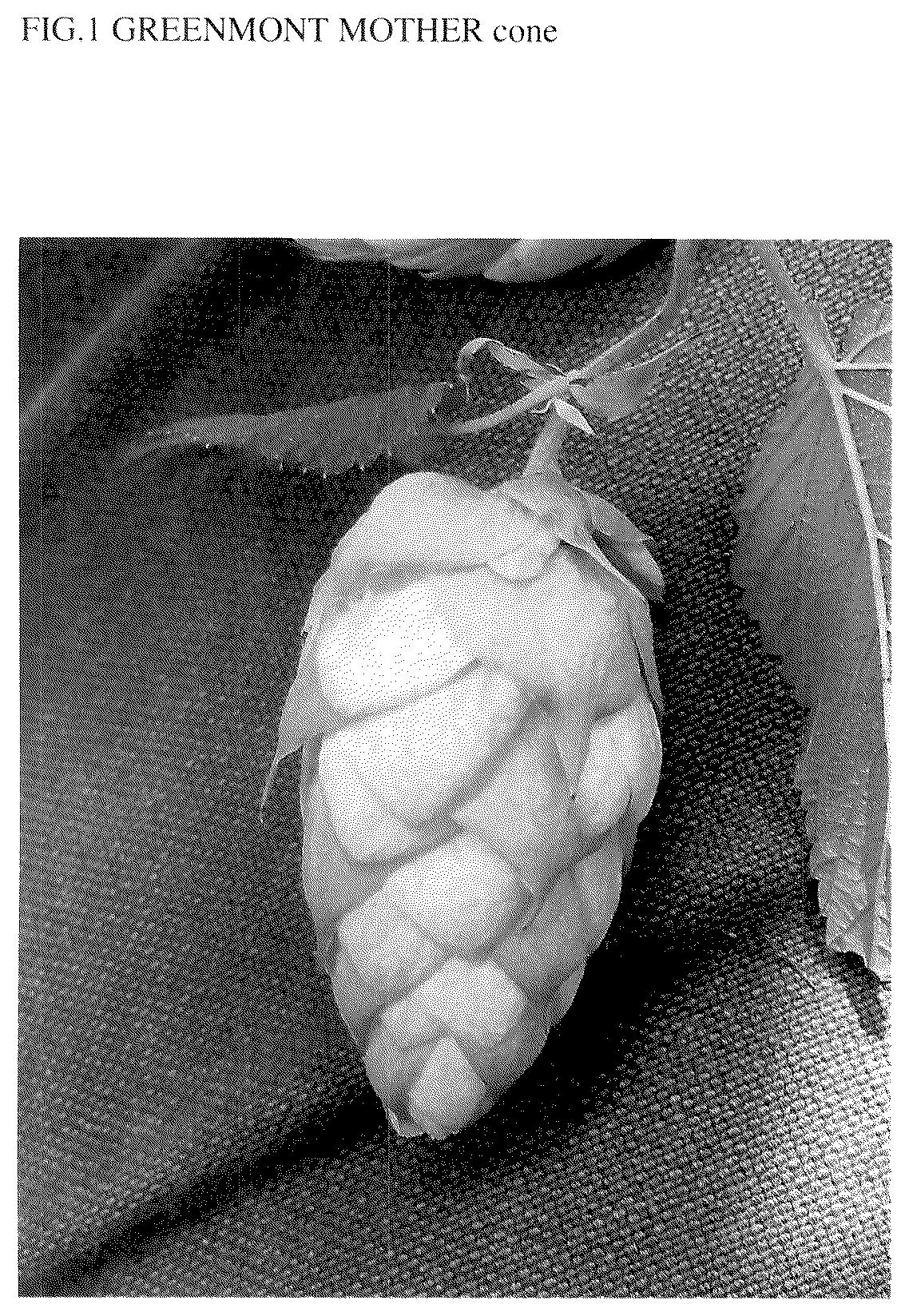 Patent USPP037300 — Hop plant named ‘Greenmont Mother’ — Figure 1