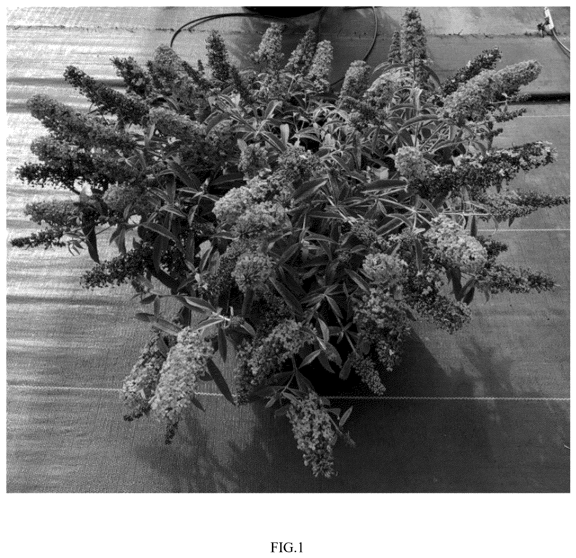 Patent USPP037301 — Buddleja plant named ‘SFF22-062’ — Figure 1