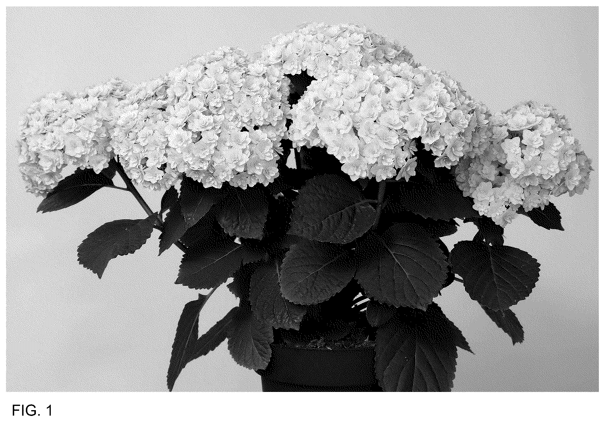 Patent USPP037302 — Hydrangea plant named ‘HORE9306’ — Figure 1