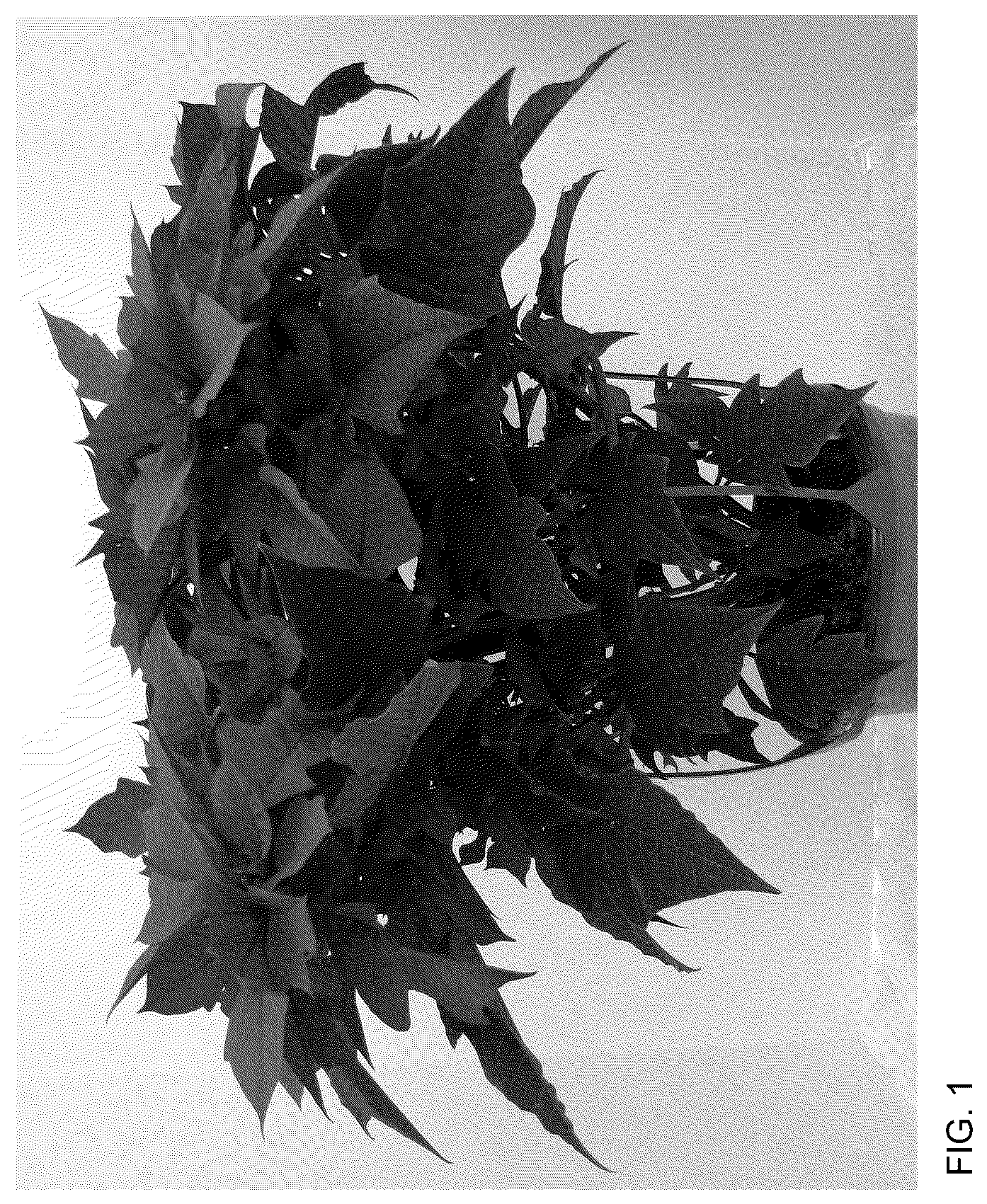 Patent USPP037303 — Poinsettia plant named ‘Doeuprerib’ — Figure 1