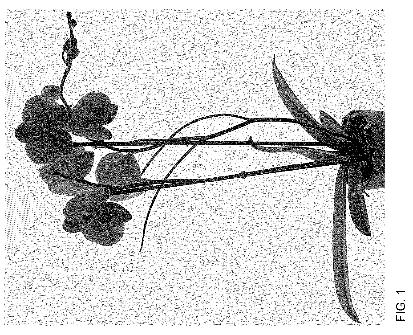 Patent USPP037304 — Phalaenopsis plant named ‘Florichrome’ — Figure 1