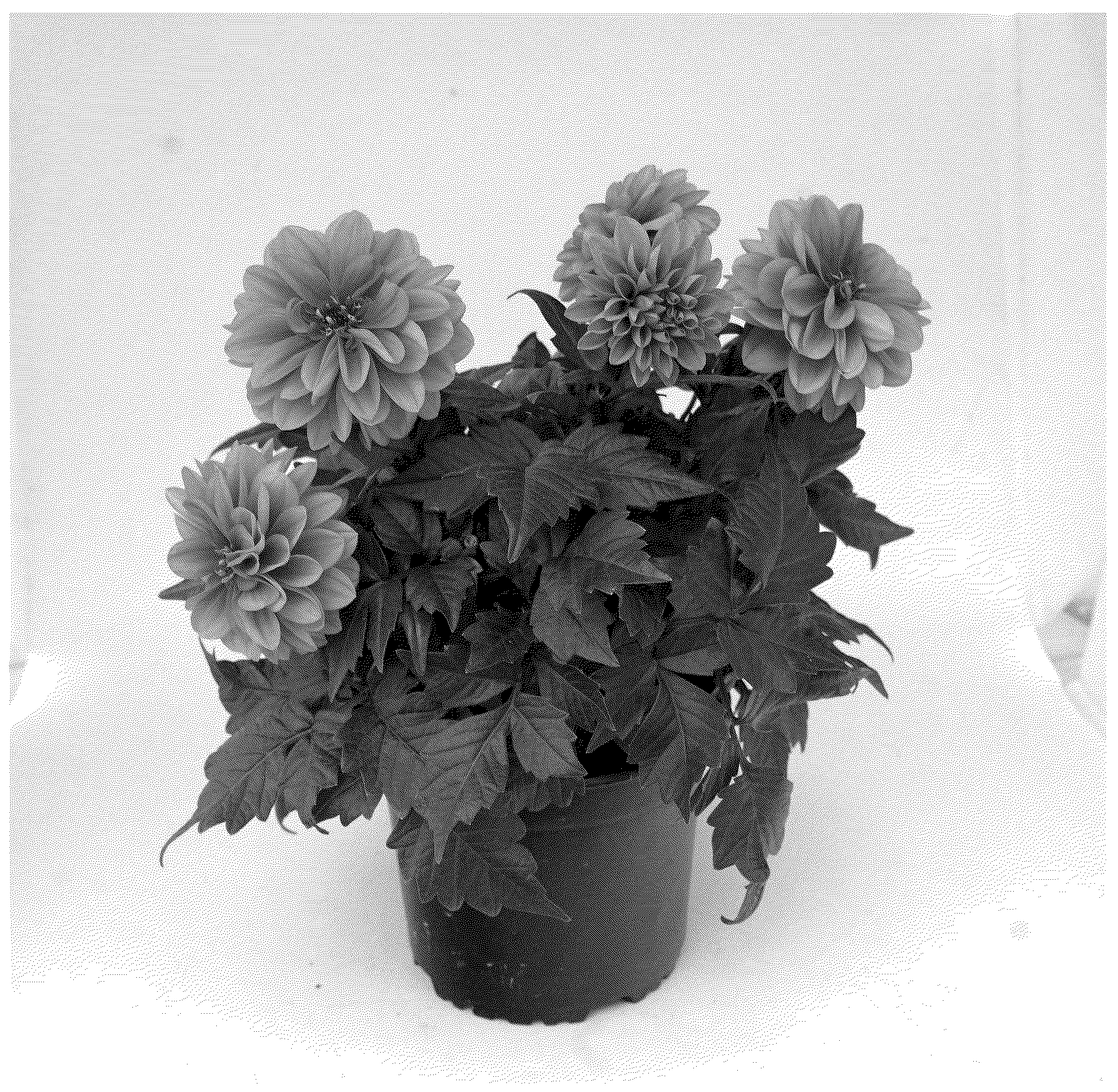 Patent USPP037305 — Dahlia plant named ‘KLEDH22563’ — Figure 1
