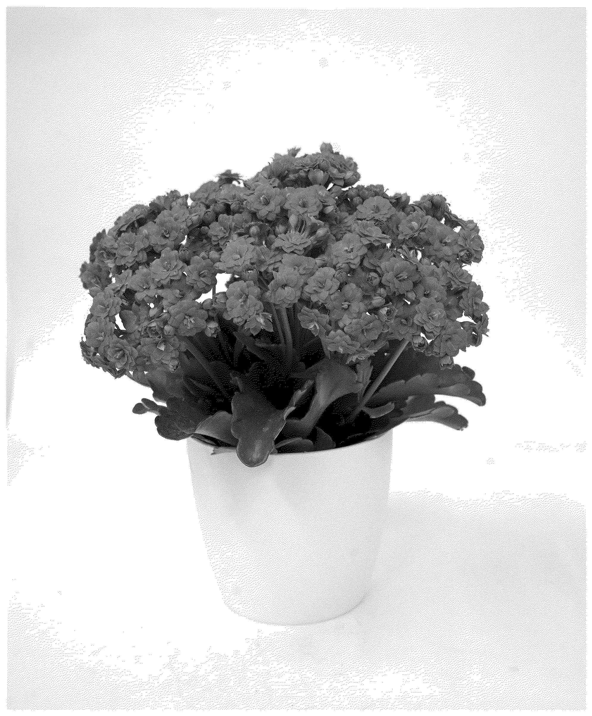 Patent USPP037306 — Kalanchoe plant named ‘KLEKB24054’ — Figure 1