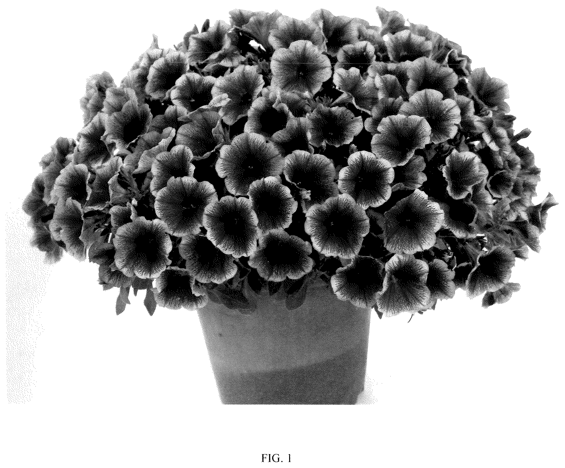 Patent USPP037307 — Petunia plant named ‘dpetcpfclc’ — Figure 1