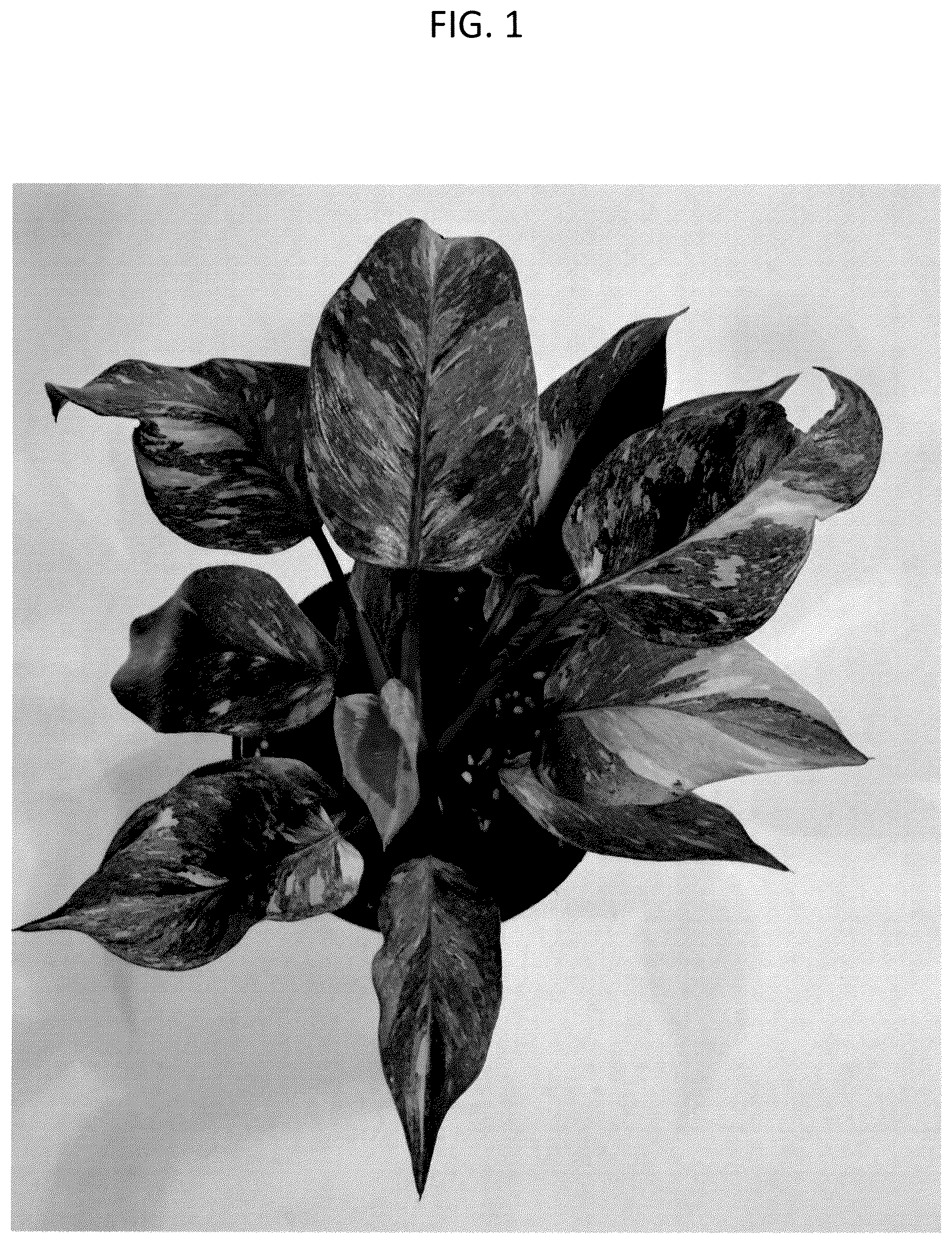 Patent USPP037308 — Philodendron plant named ‘BVCL01’ — Figure 1