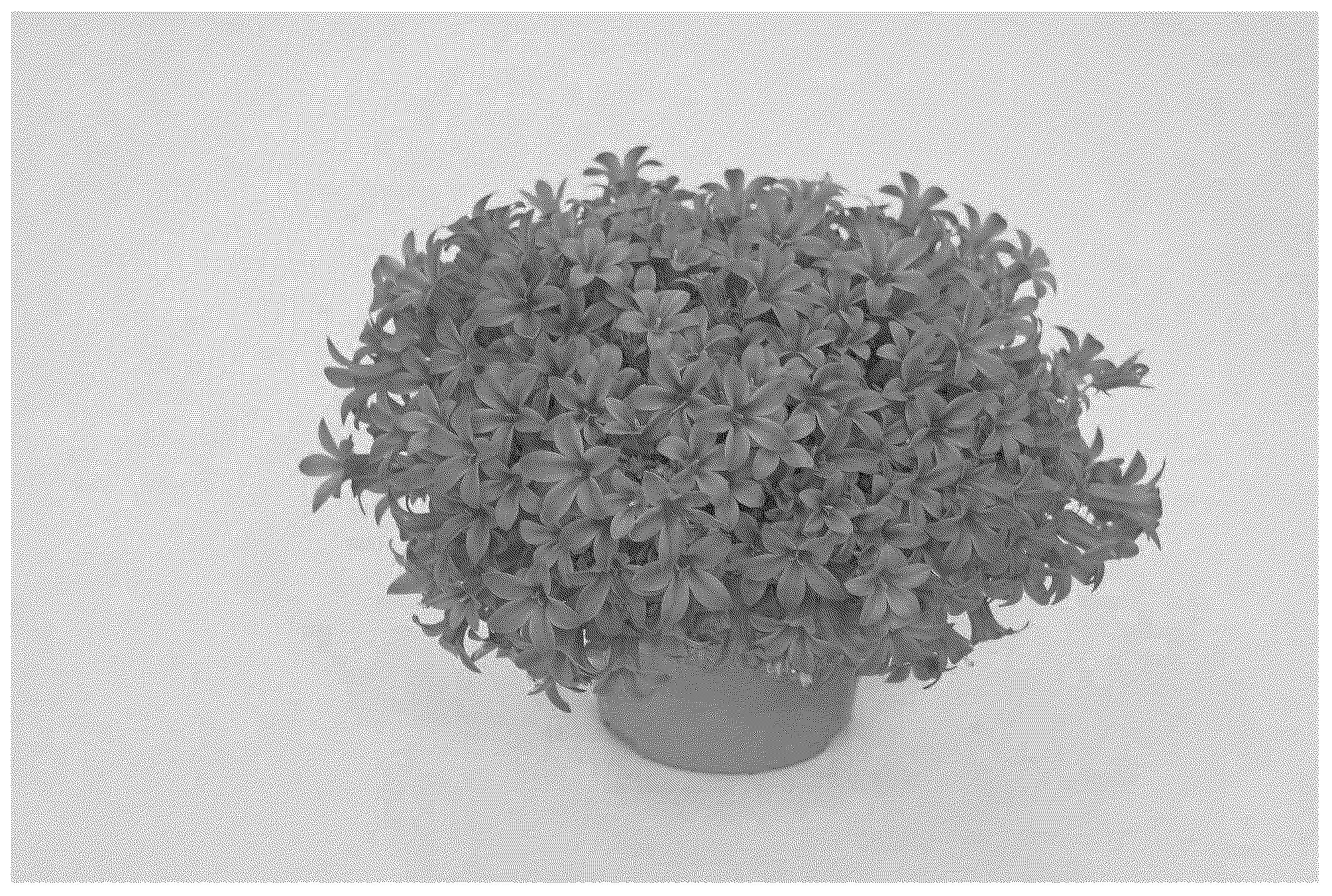 Patent USPP037309 — Campanula plant named ‘KLECN23085’ — Figure 1