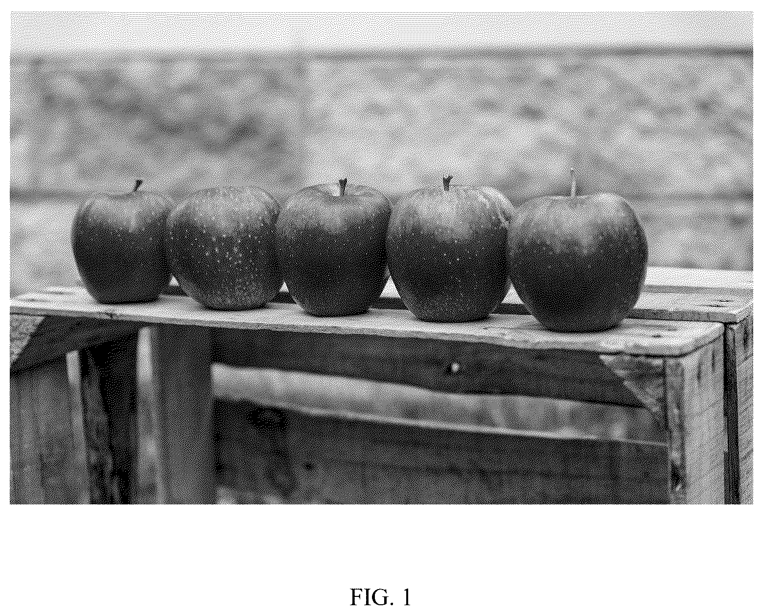 Patent USPP037328 Figure 1 – Apple tree named ‘MAIA-RZ’