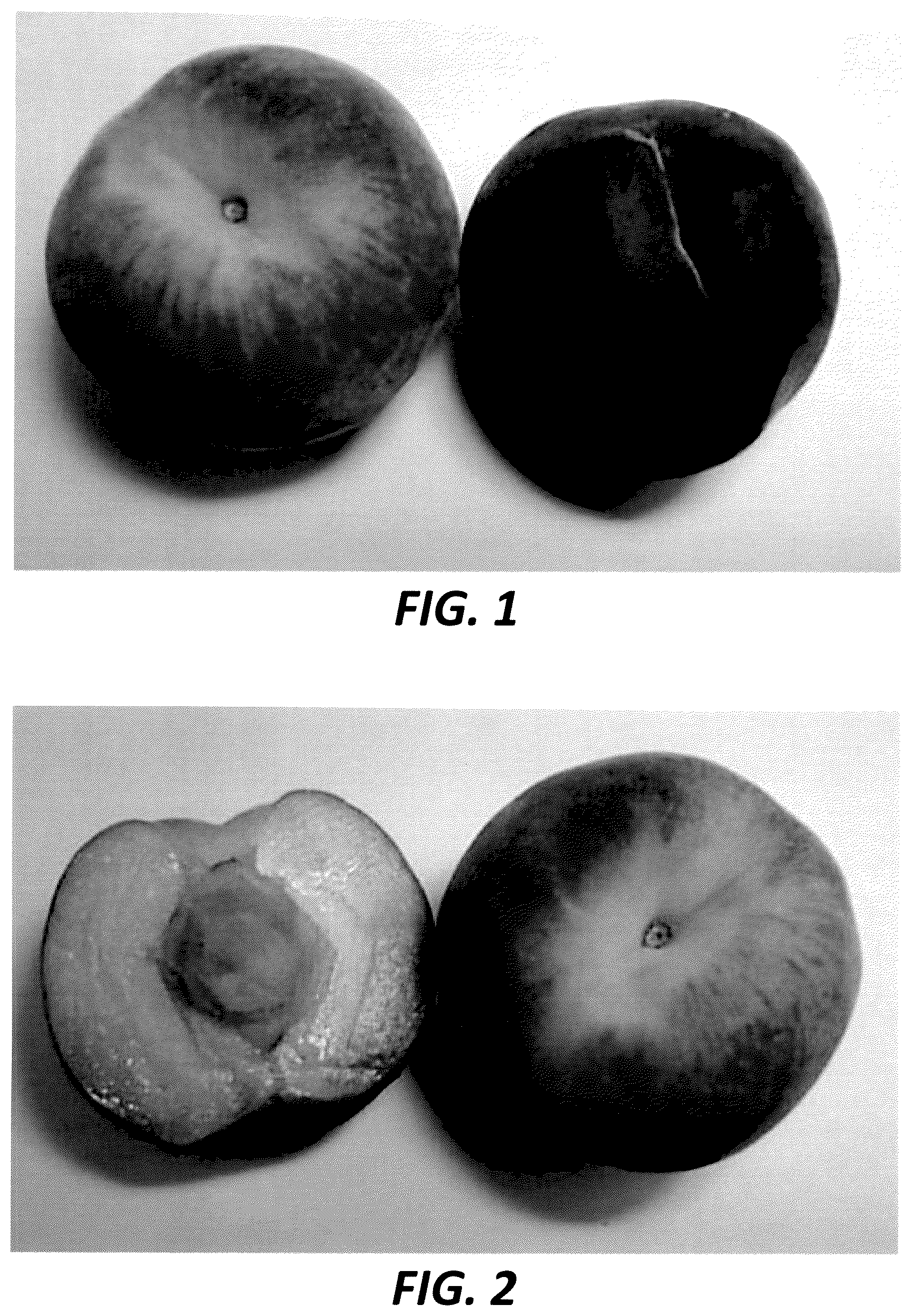Patent USPP037329 — Peach tree named ‘Threefoldpeachone’ — Figure 1